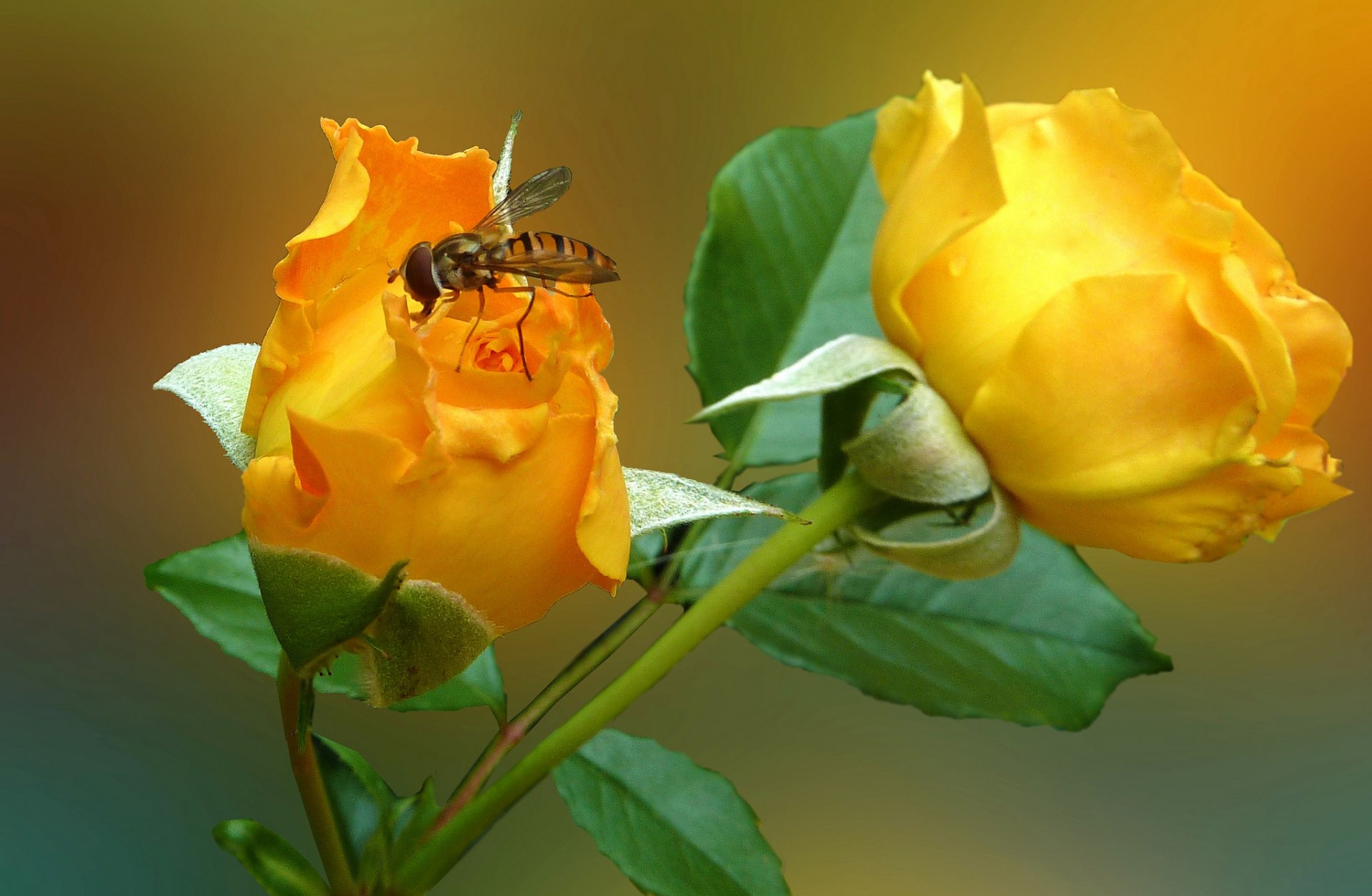 flor rosa pétalos insecto mosca