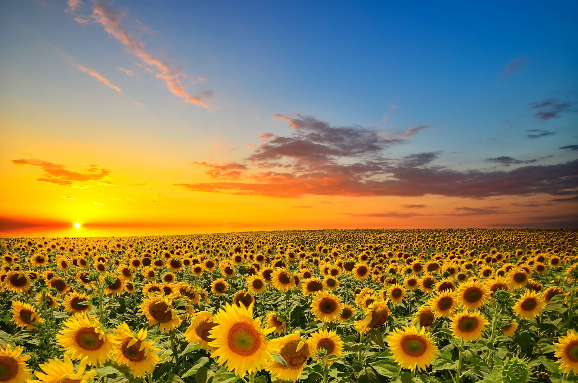 coucher de soleil orange soleil nuageux champ tournesols