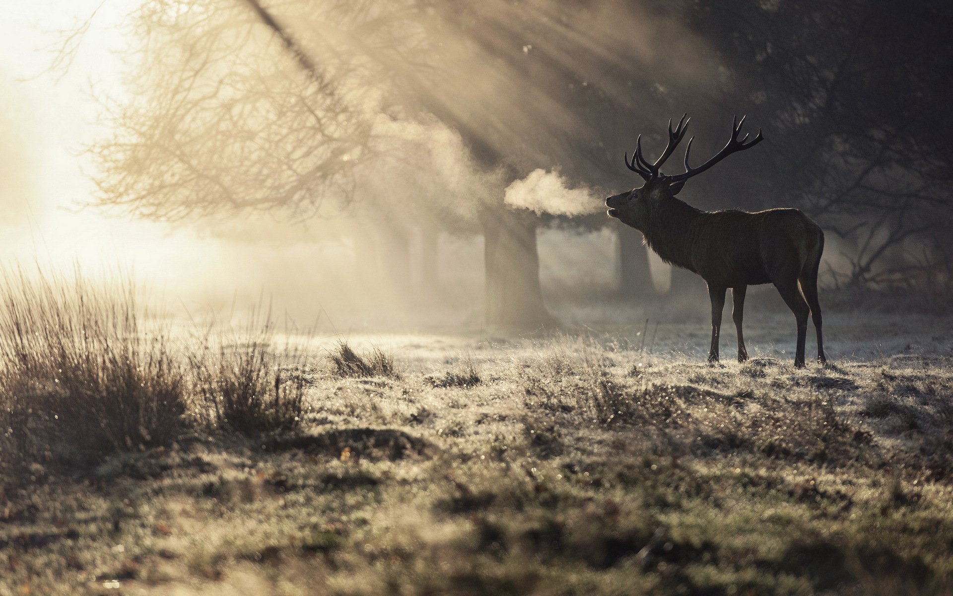 reindeer morning nature