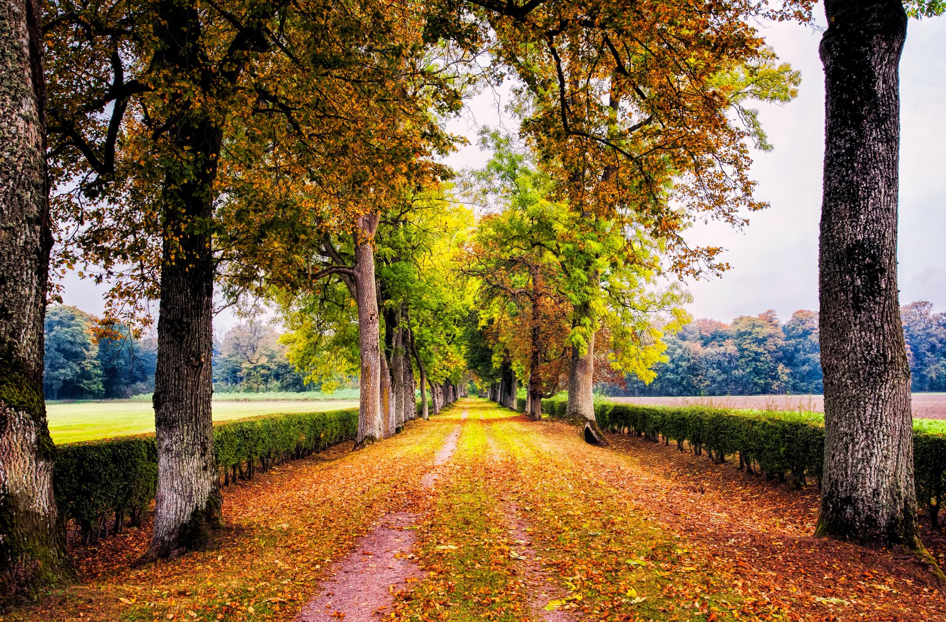 road alley park bush tree autumn foliage nature