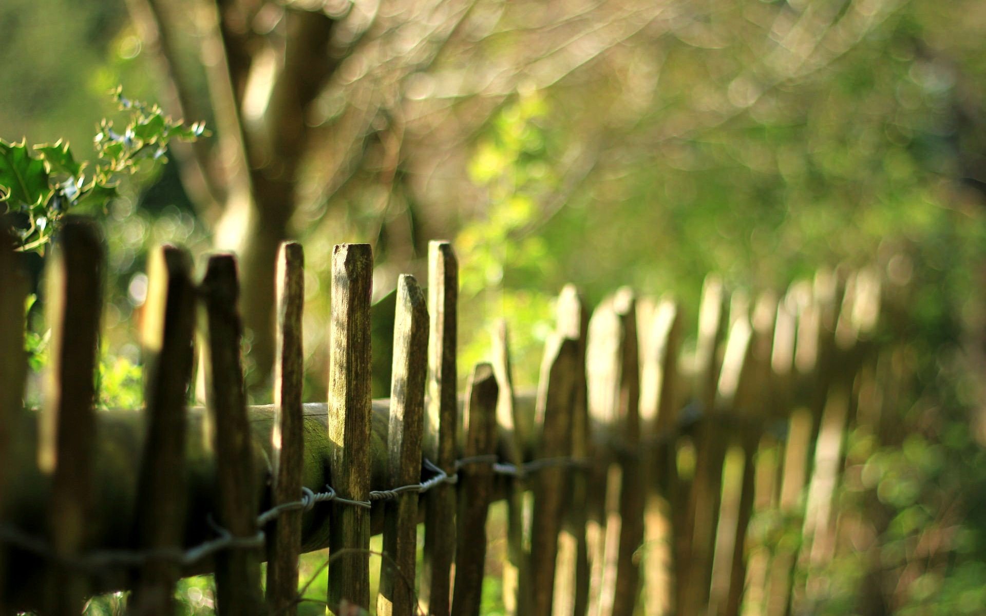 naturaleza valla valla valla vegetación hojas hojas árboles desenfoque