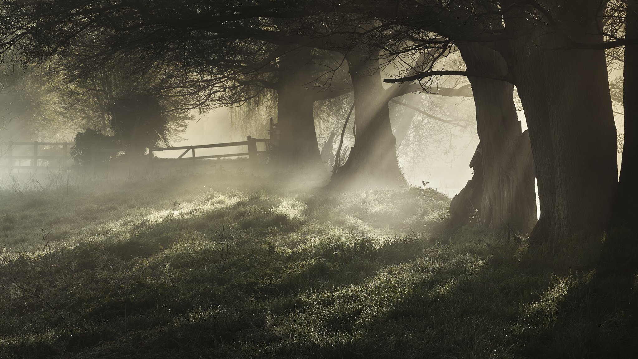 arbres brouillard rosée matin