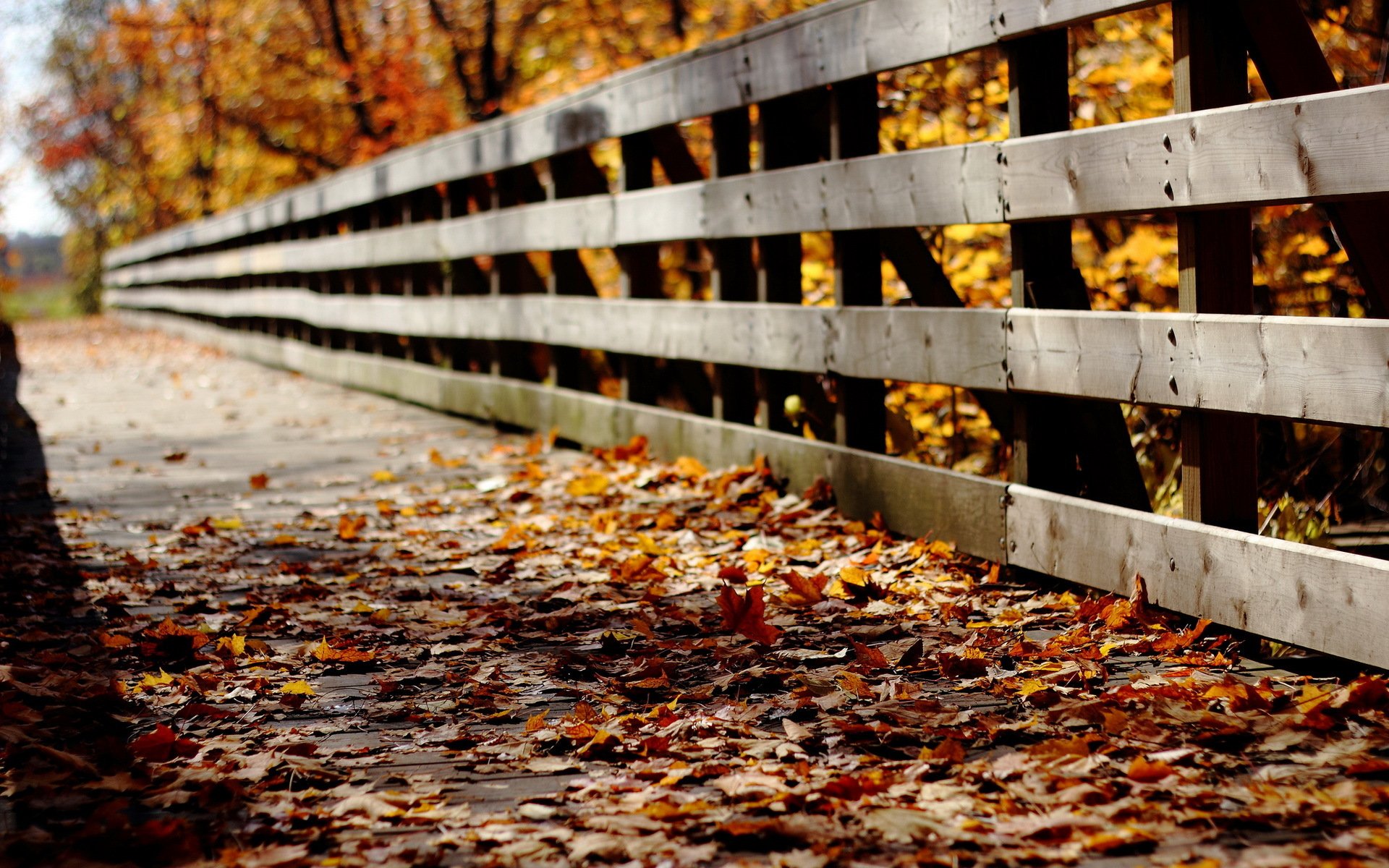 brücke blätter herbst natur