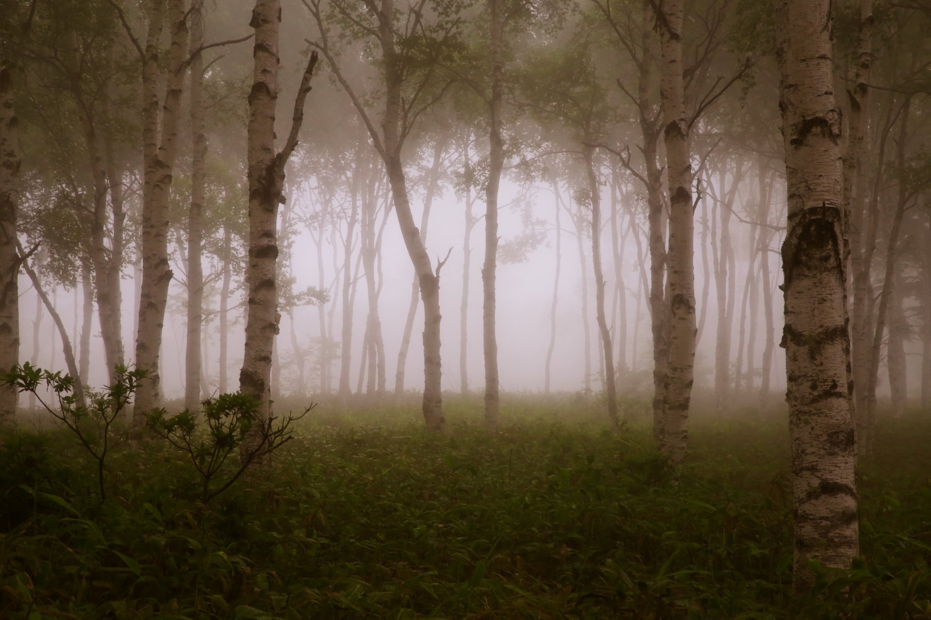 foresta alberi rami nebbia rami