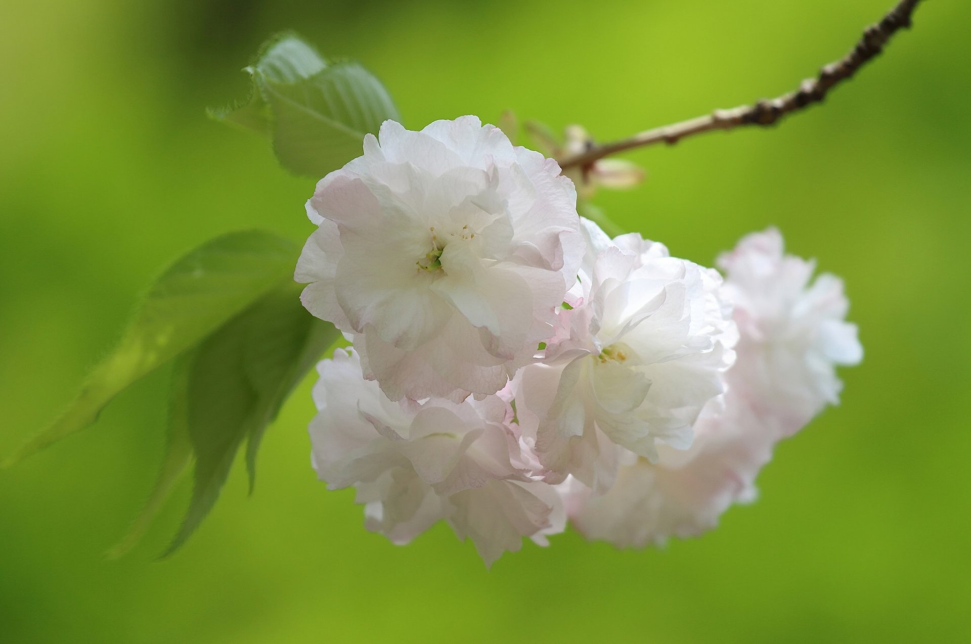 sakura cereza floración flores rama macro primavera