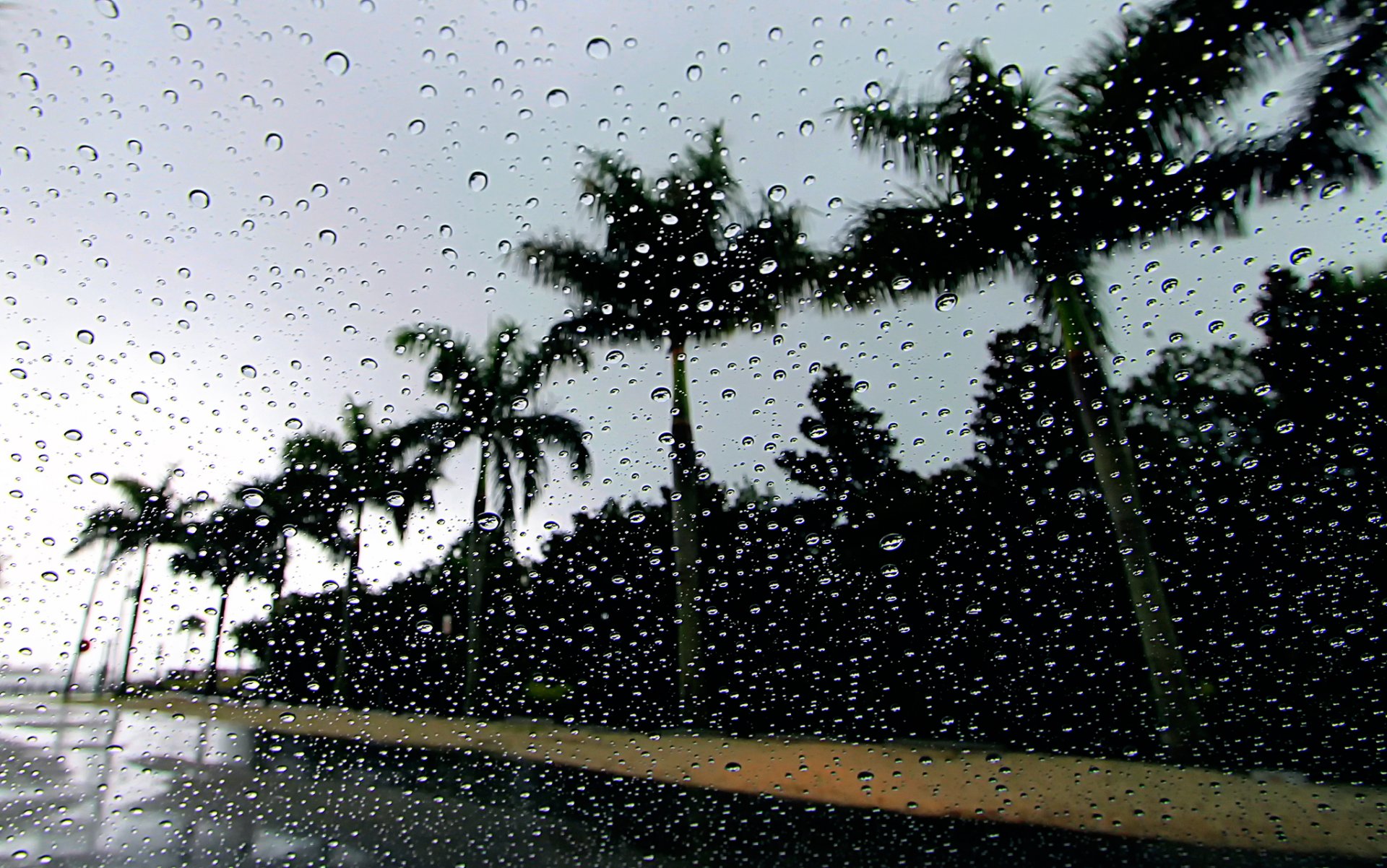 palm drops rain