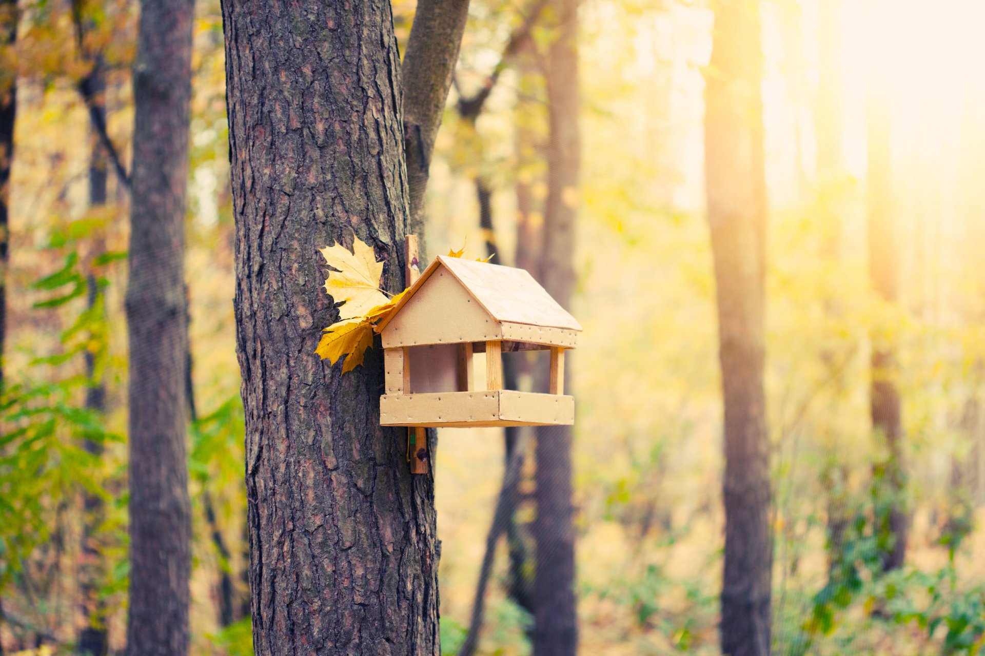 autunno parco alberi alimentatore