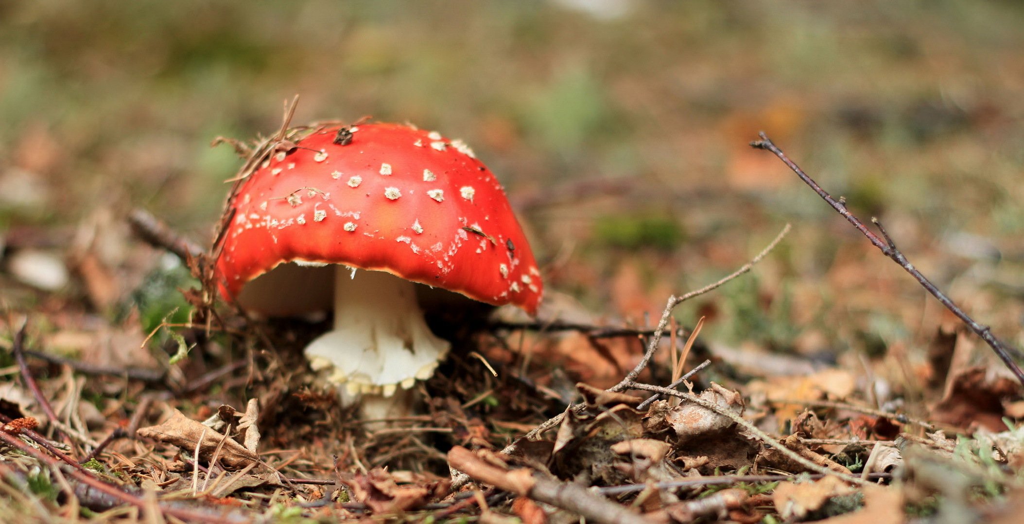 mushroom nature background