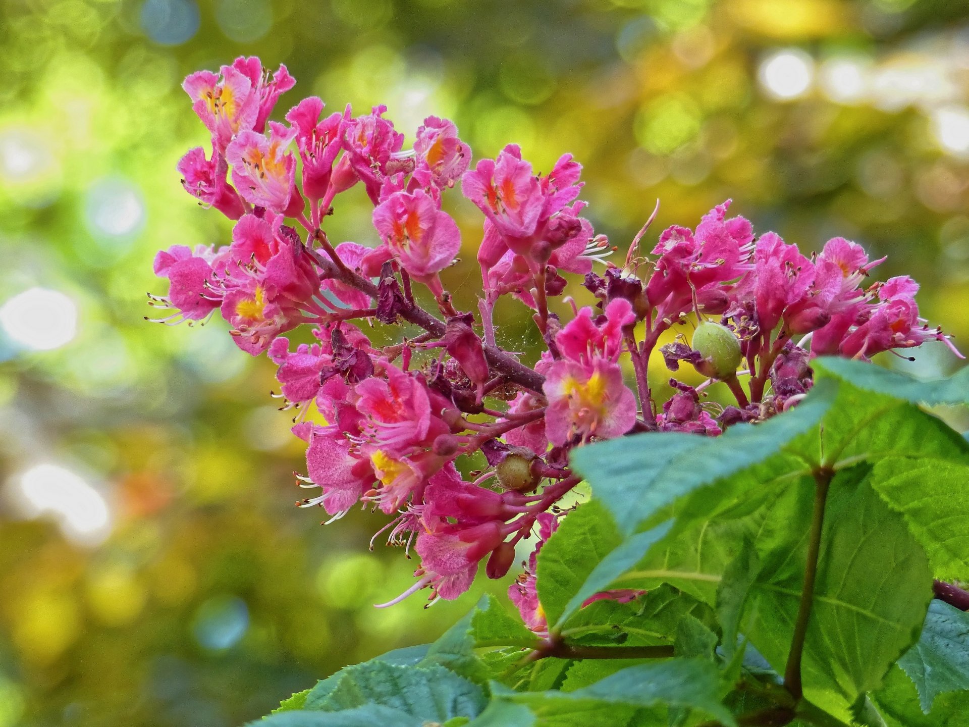 châtaigne floraison inflorescence fleurs feuilles gros plan