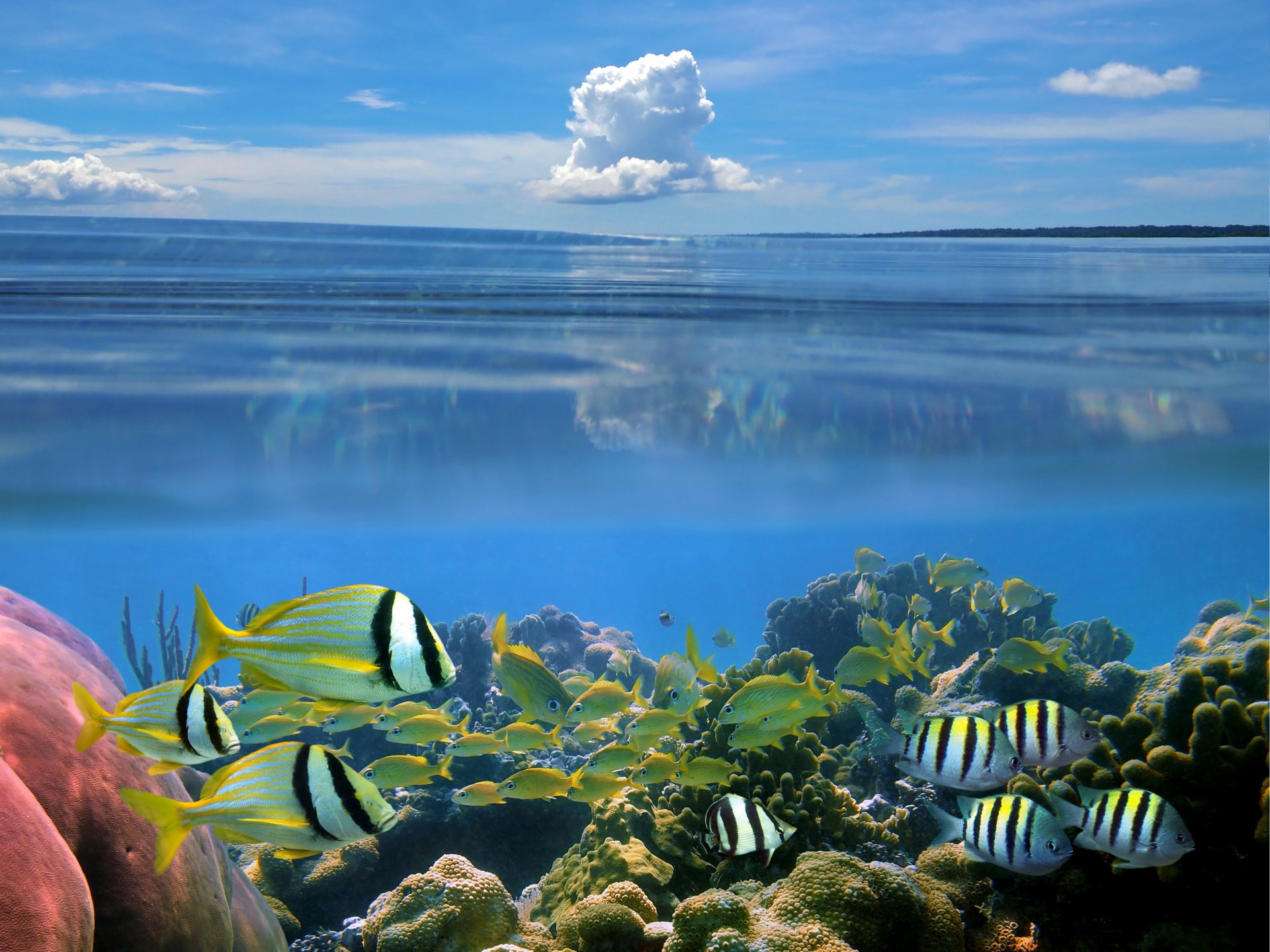 naturaleza fondo del mar carales peces cielo nube carly pescado