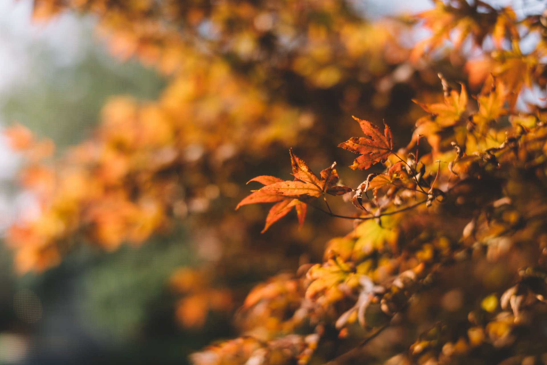 árbol otoño hojas