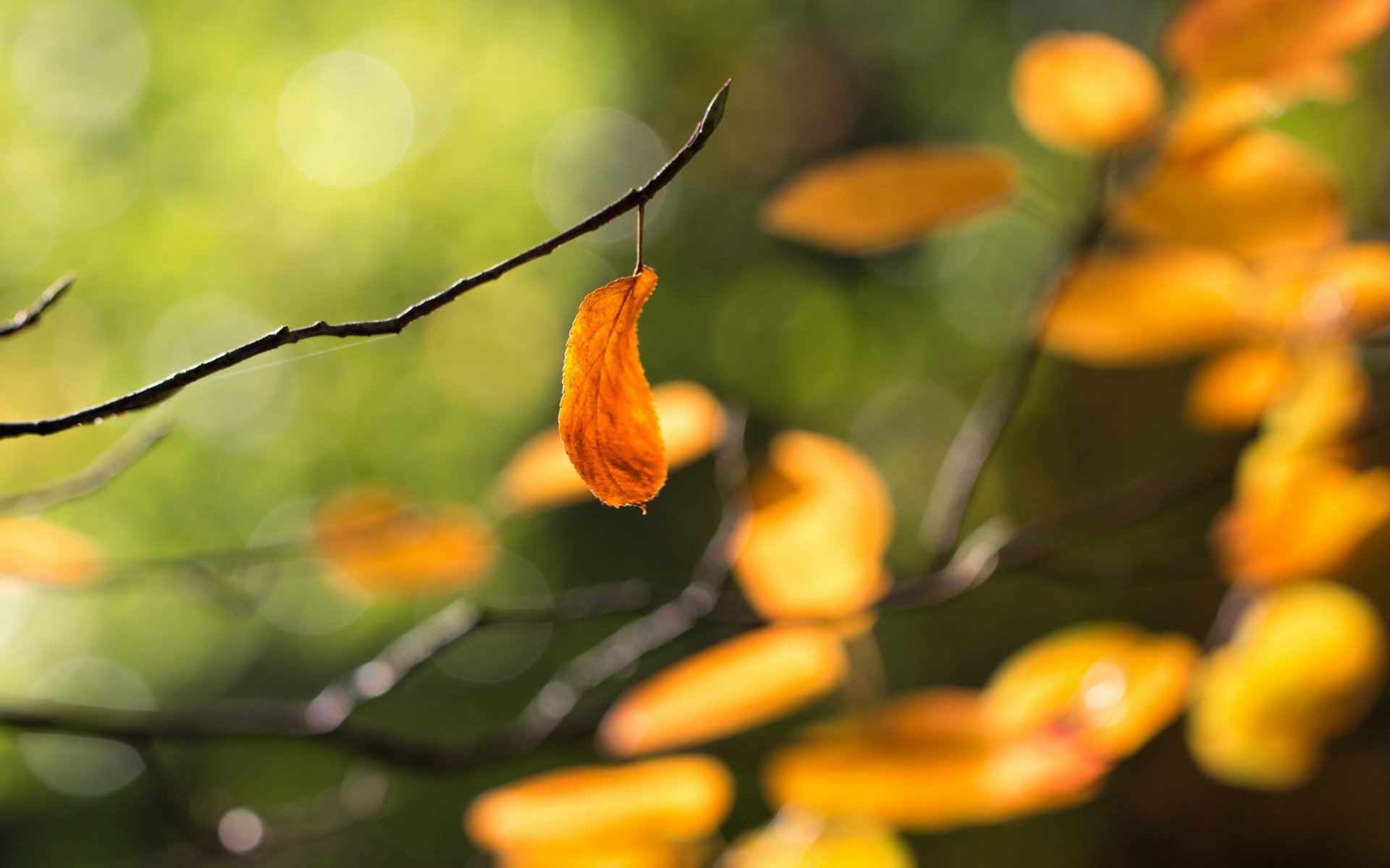 blätter herbst natur