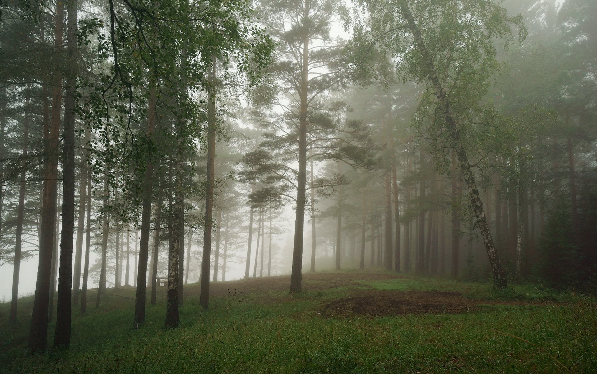 forest fog nature landscape