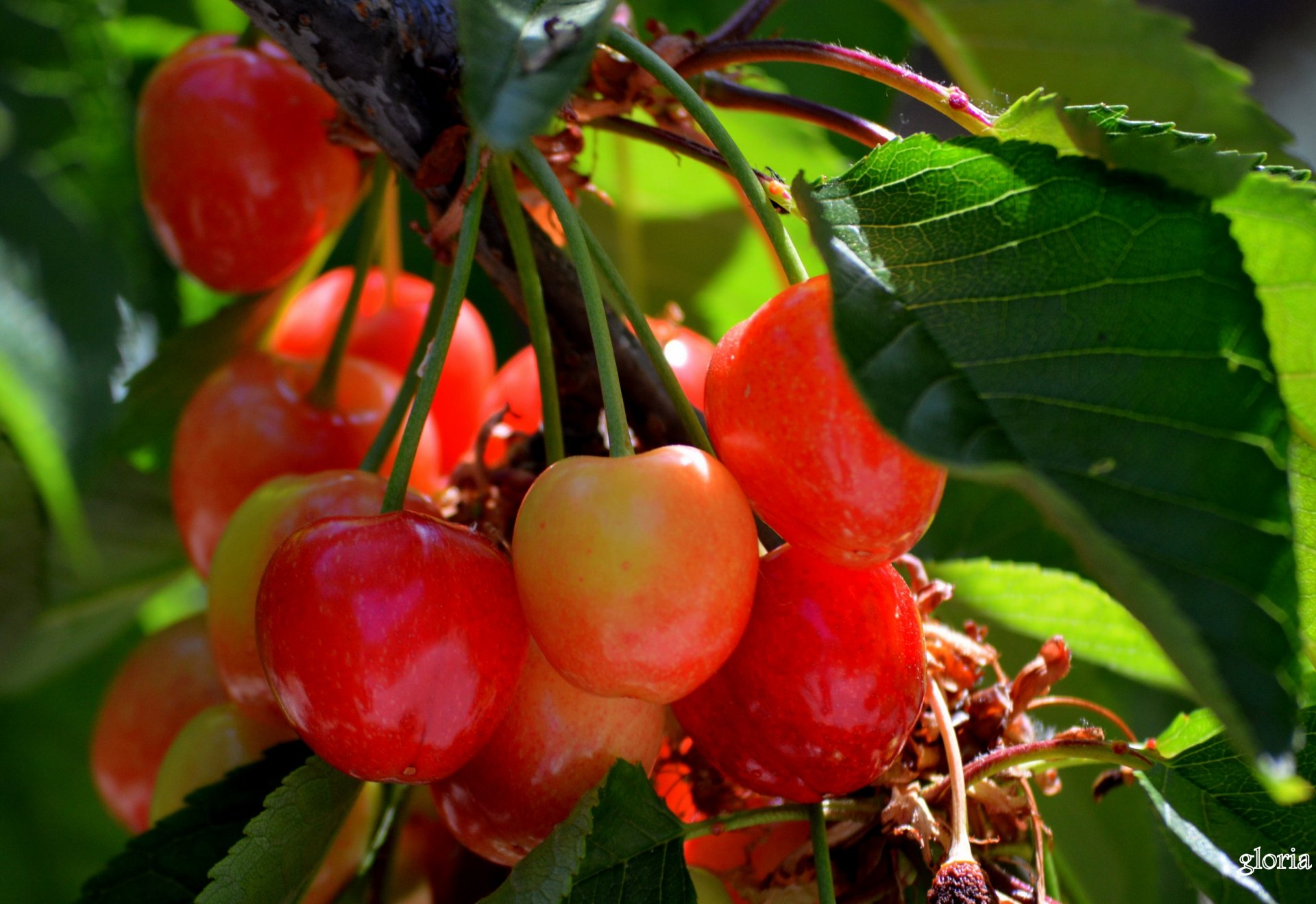 berries cherry close up