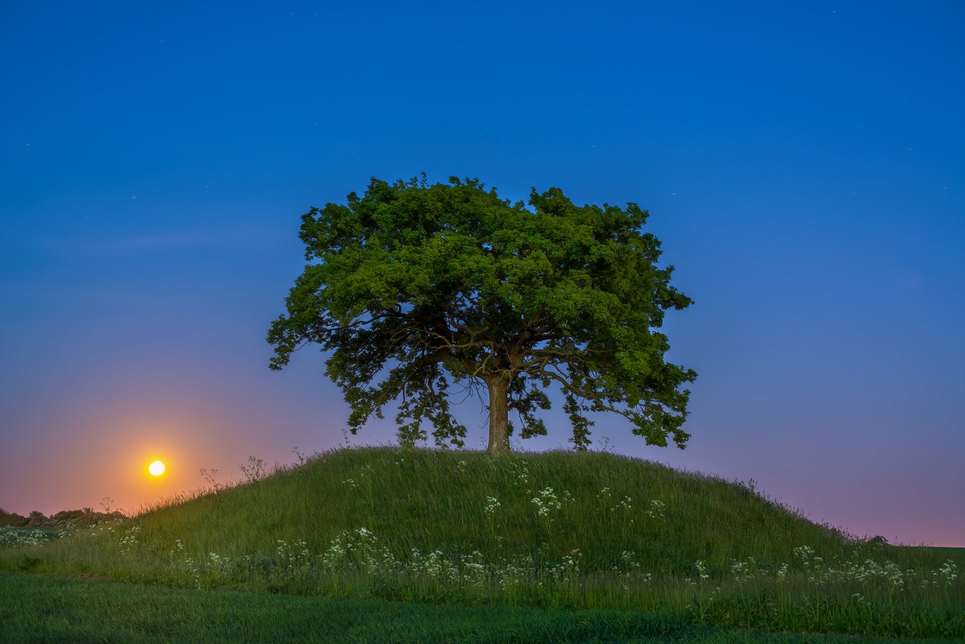 svezia skåne tramonto albero collina