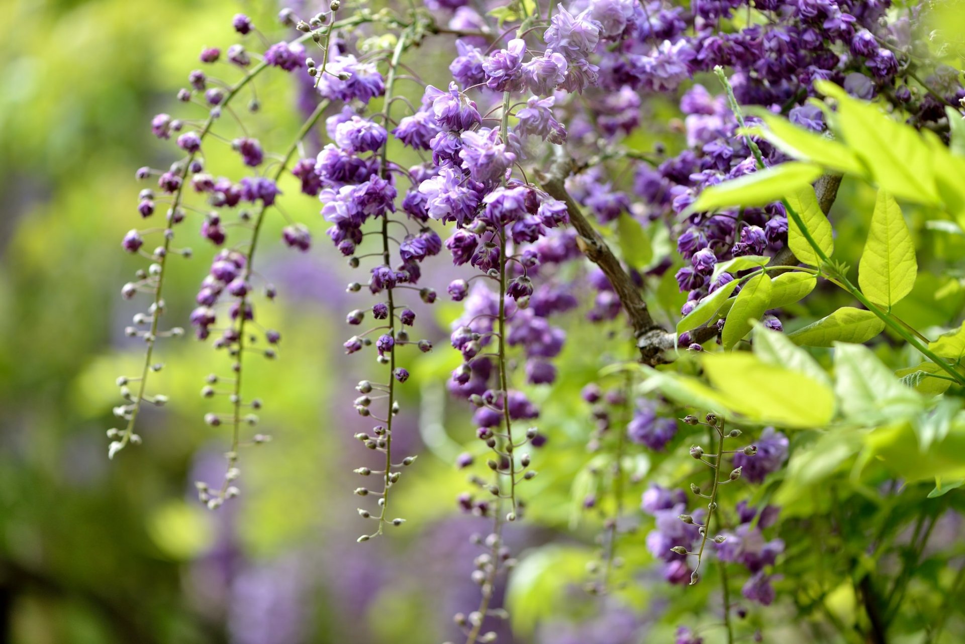 glycine wisteria branch brush close up