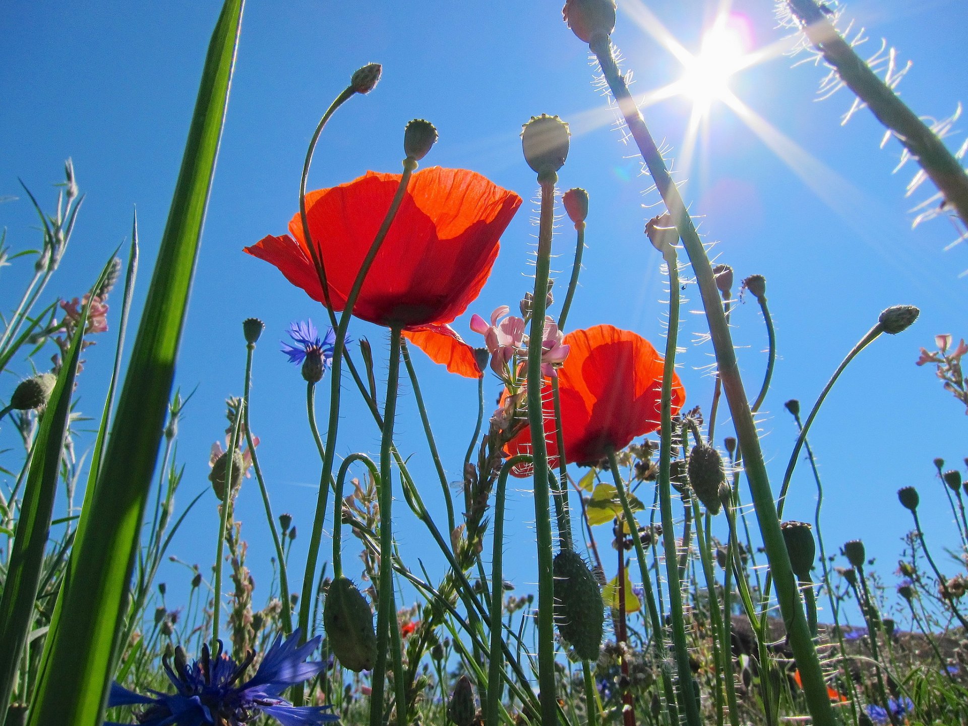 ky sun rays the field meadow grass flower poppies close up