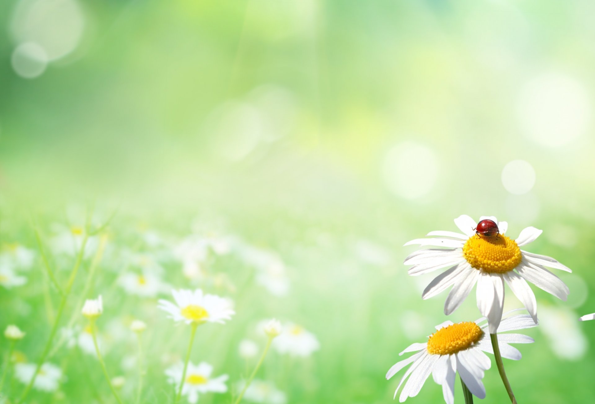 natur lichtung gänseblümchen marienkäfer