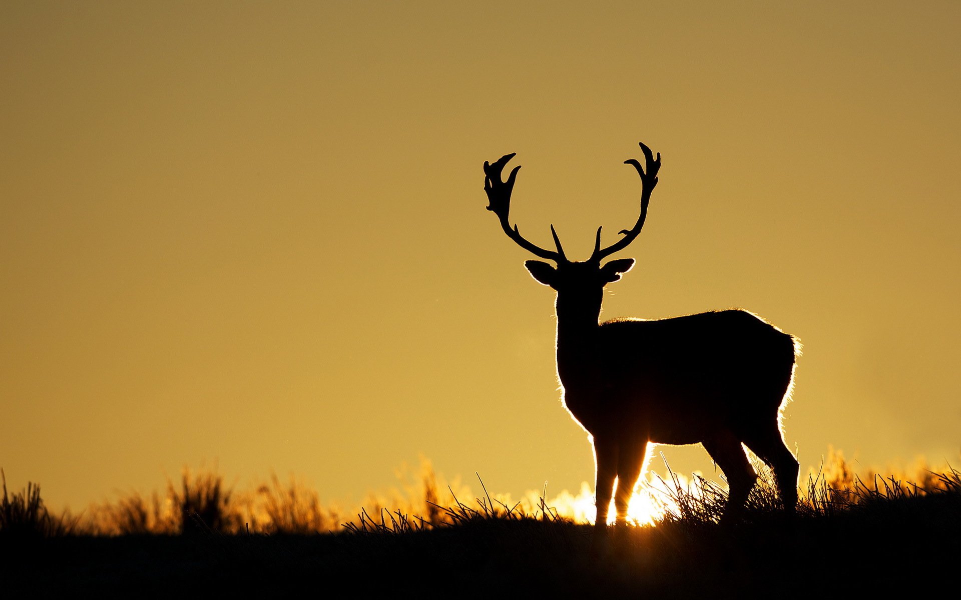 cerf coucher de soleil silhouette