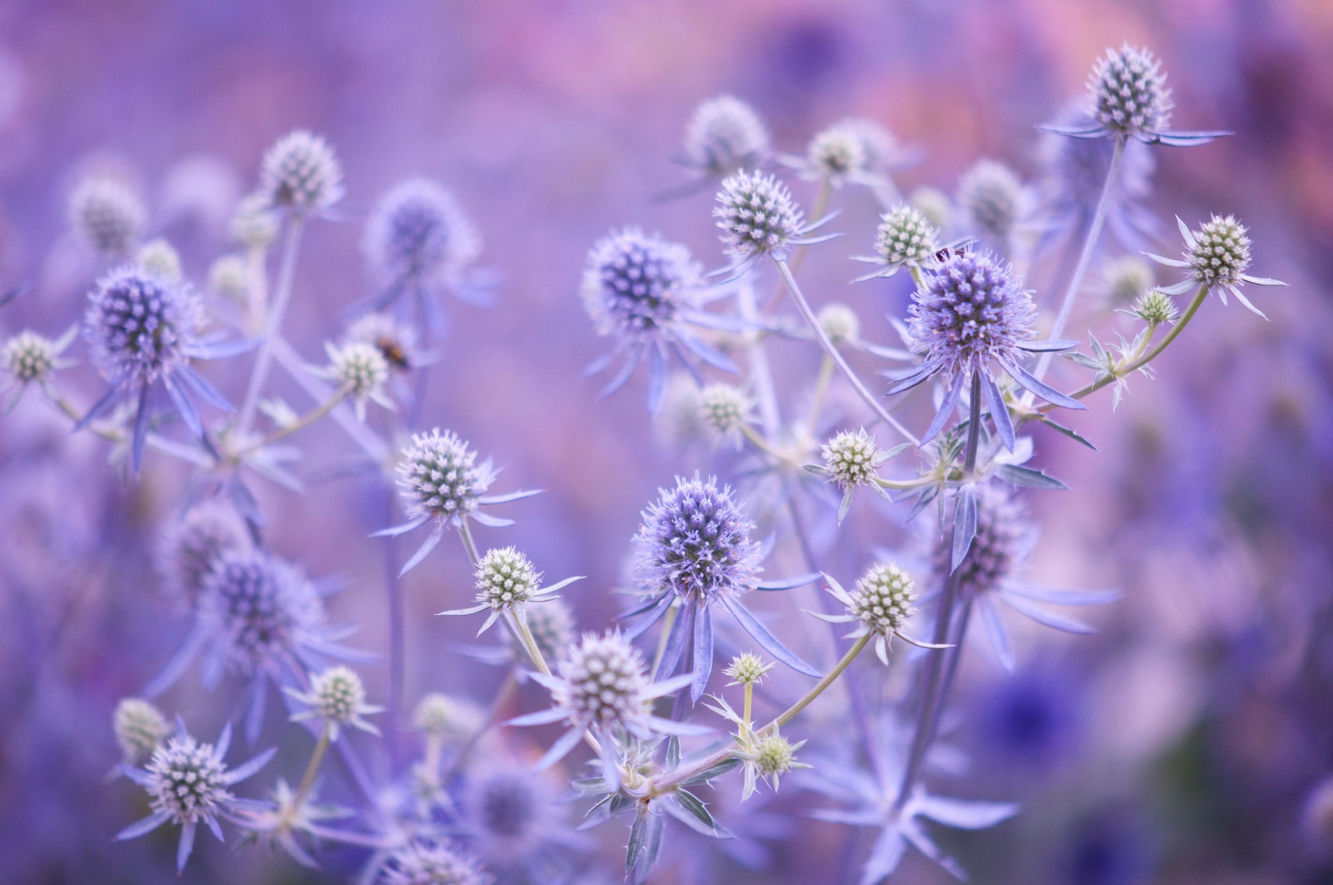 plante fleur gros plan feuilles tige champ prairie