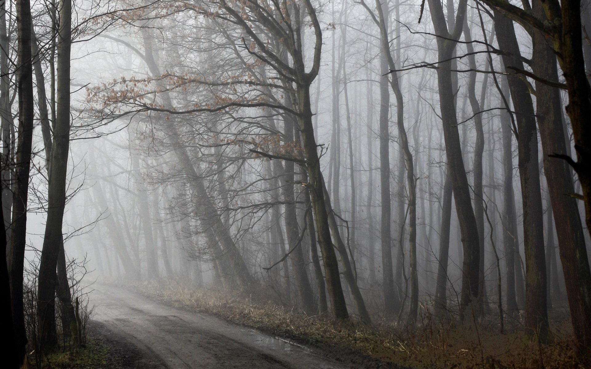 morning forest road fog spring