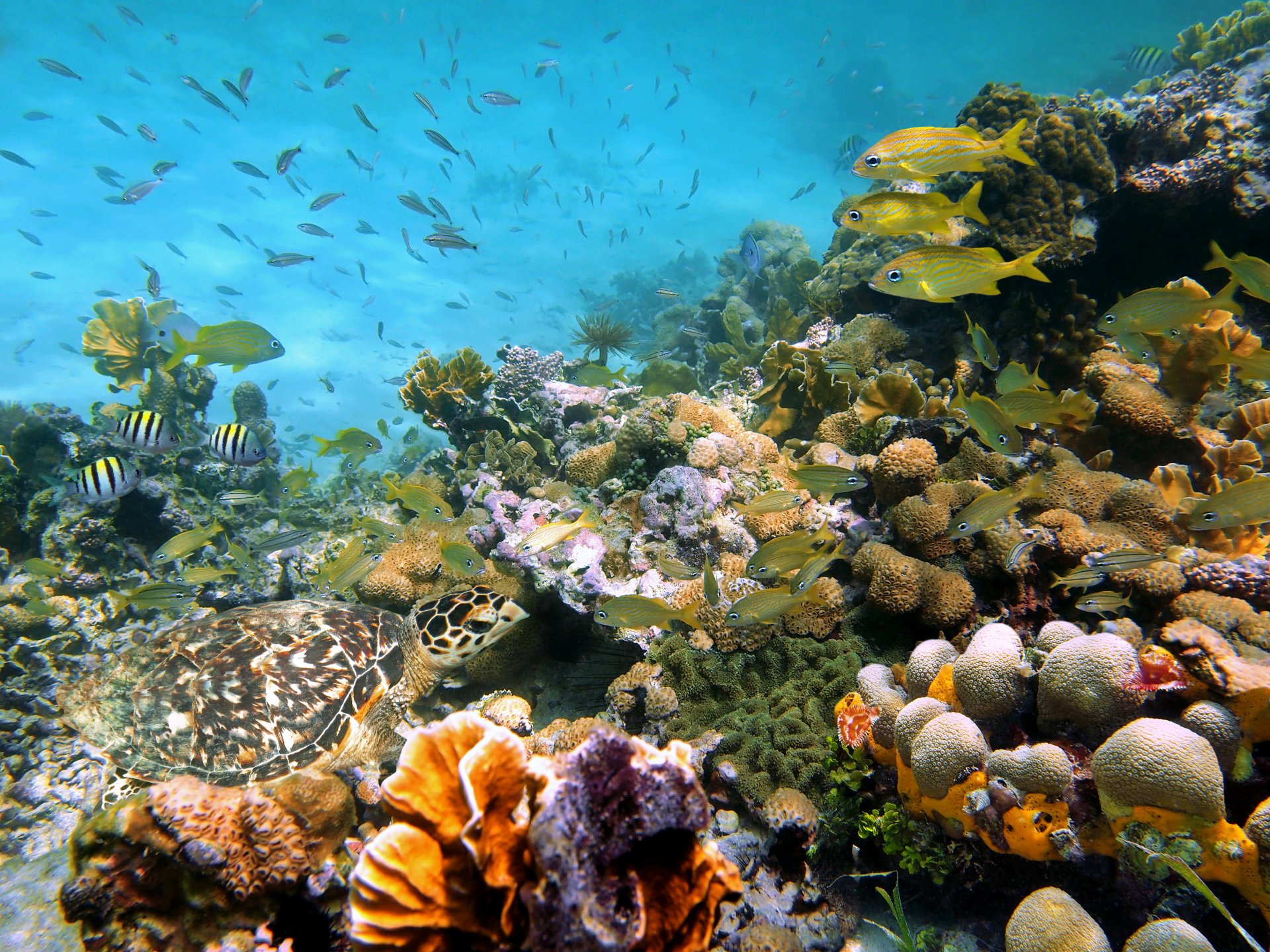 unterwasserwelt meer korallen muscheln steine fische natur foto