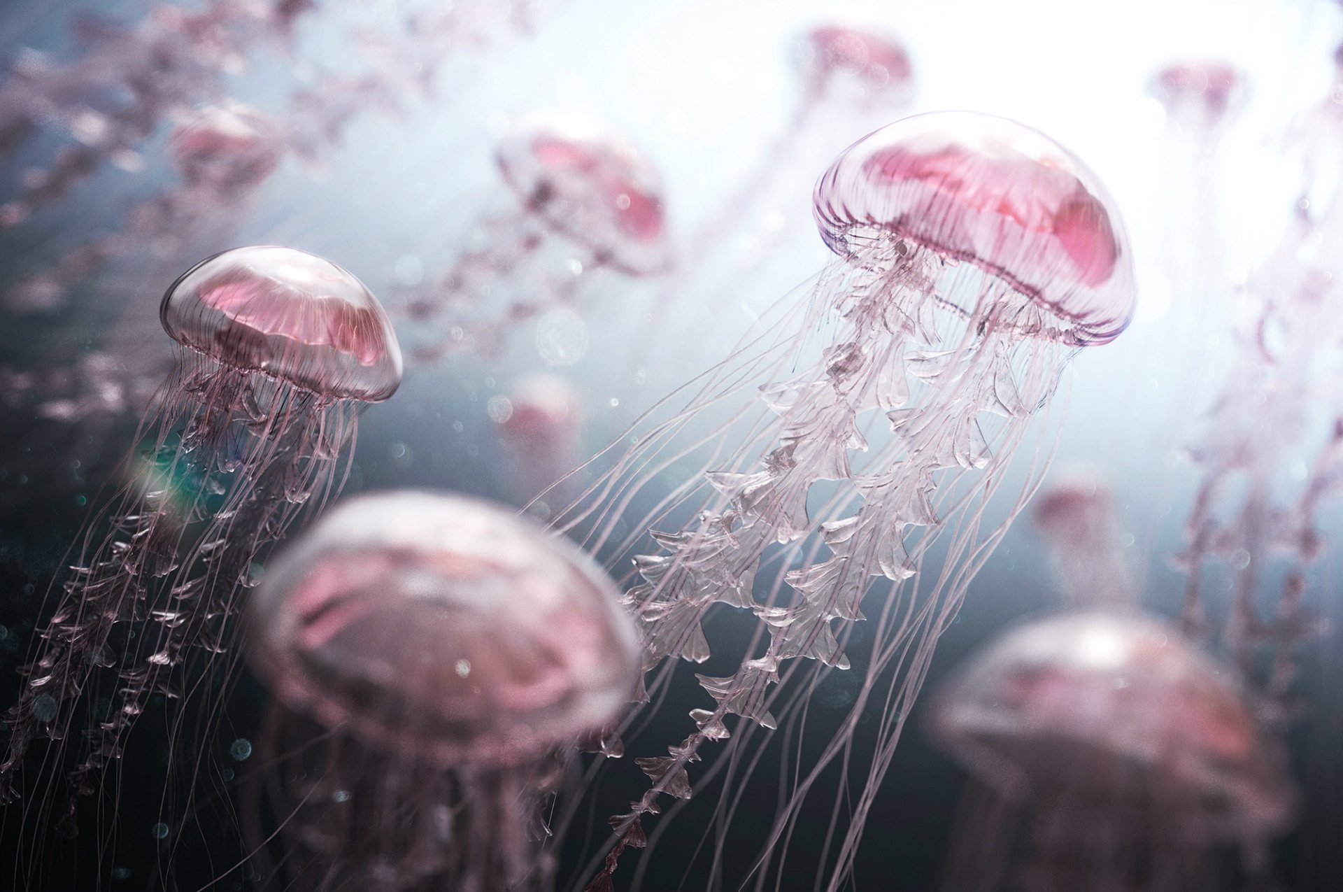 pink jellyfish underwater world light