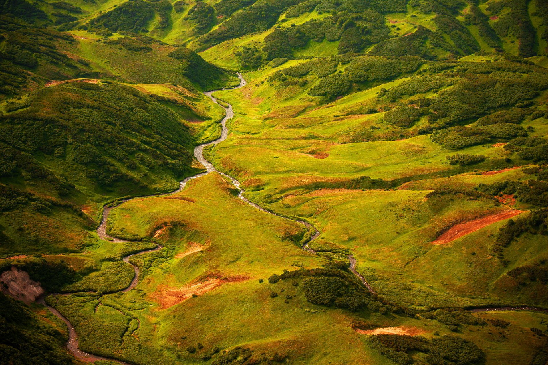 kamchatka été juillet verdure herbe mousses lit de lit