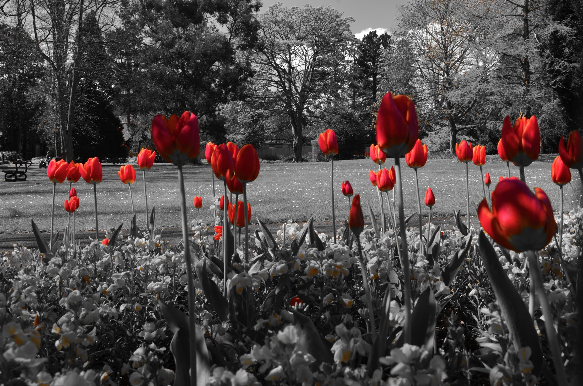 park drzewa ławka staw kwietnik kwiaty tulipany