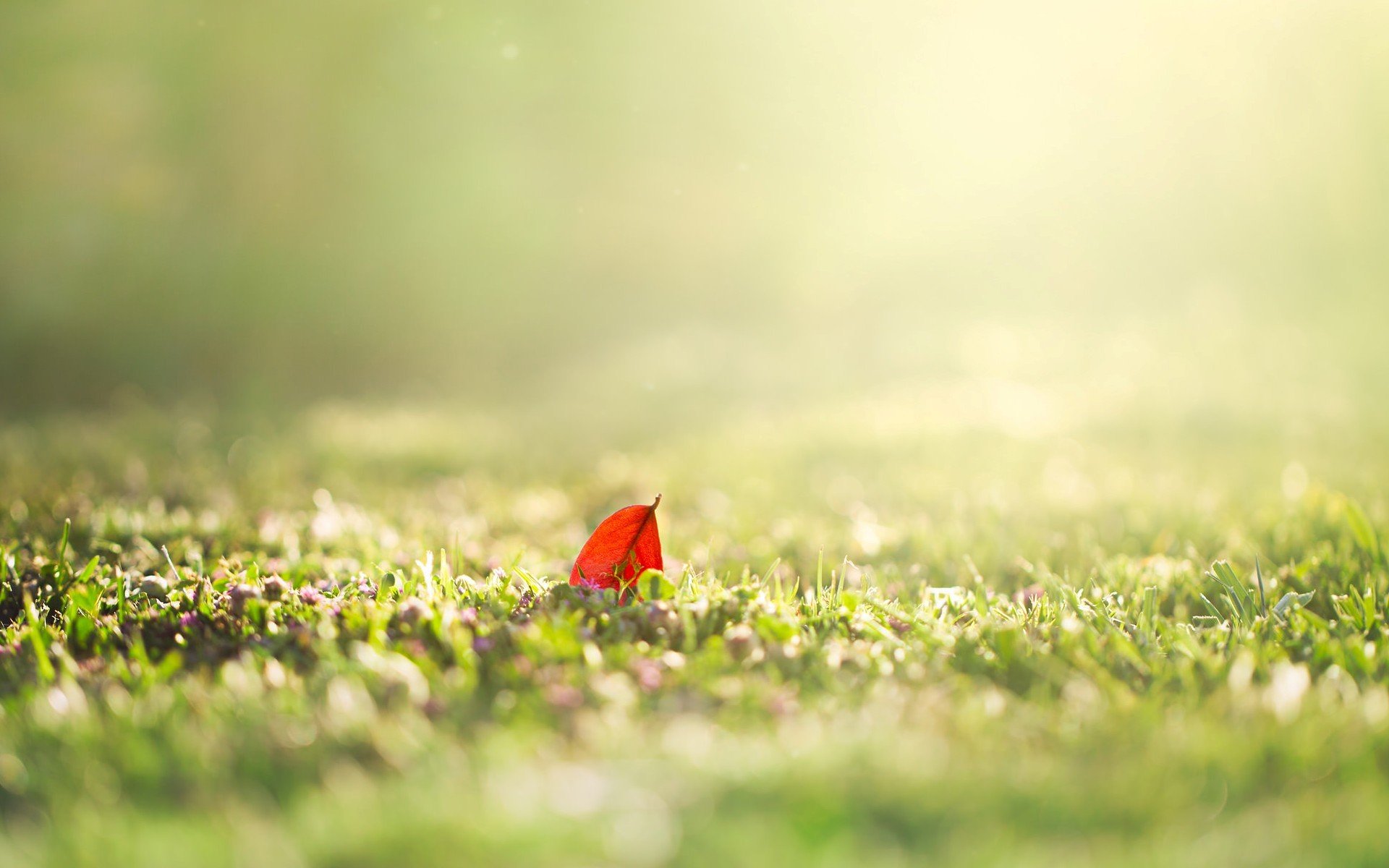 natura macro foglia foglia erba verde sole mattina giorno estate primavera sfocatura sfondo carta da parati widescreen schermo intero widescreen