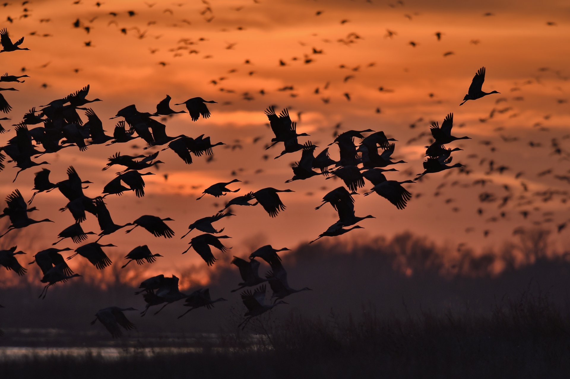 natura niebo ptaki sylwetki lot zachód słońca