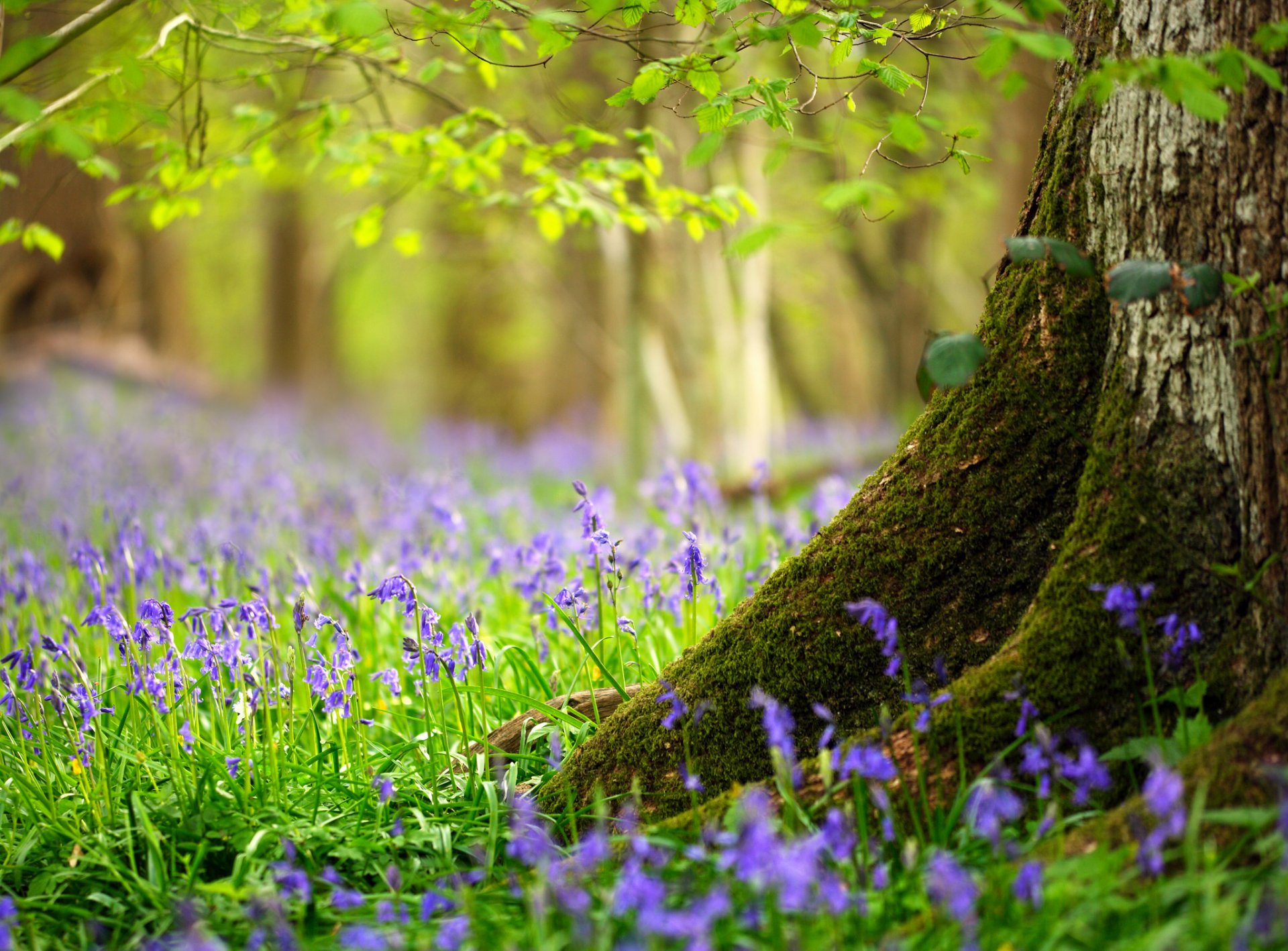 wald baum stamm blätter gras blumen frühling