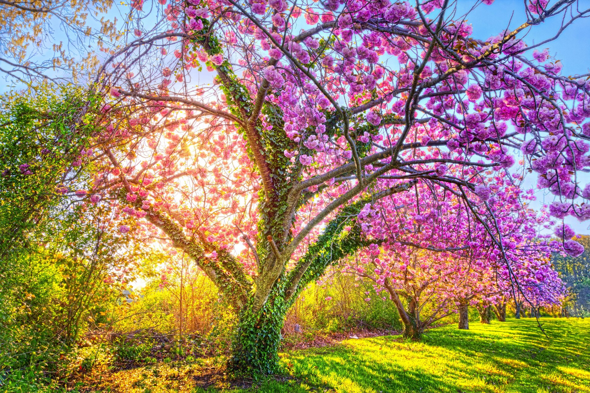 parco erba alberi fiori sole