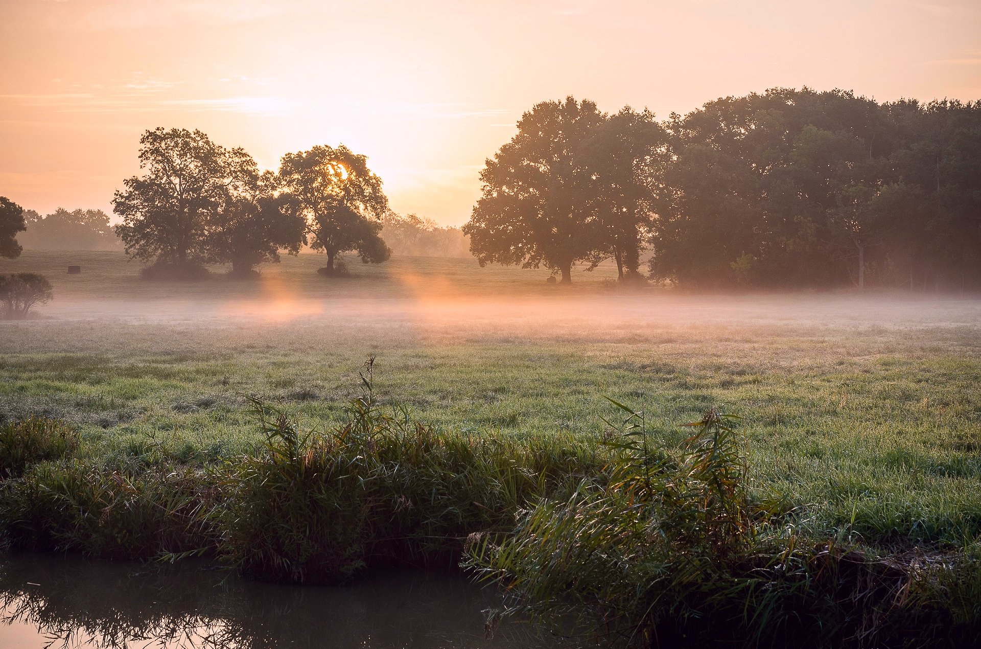 primavera mattina fiume canne erba rugiada nebbia luce sole sole raggi alberi