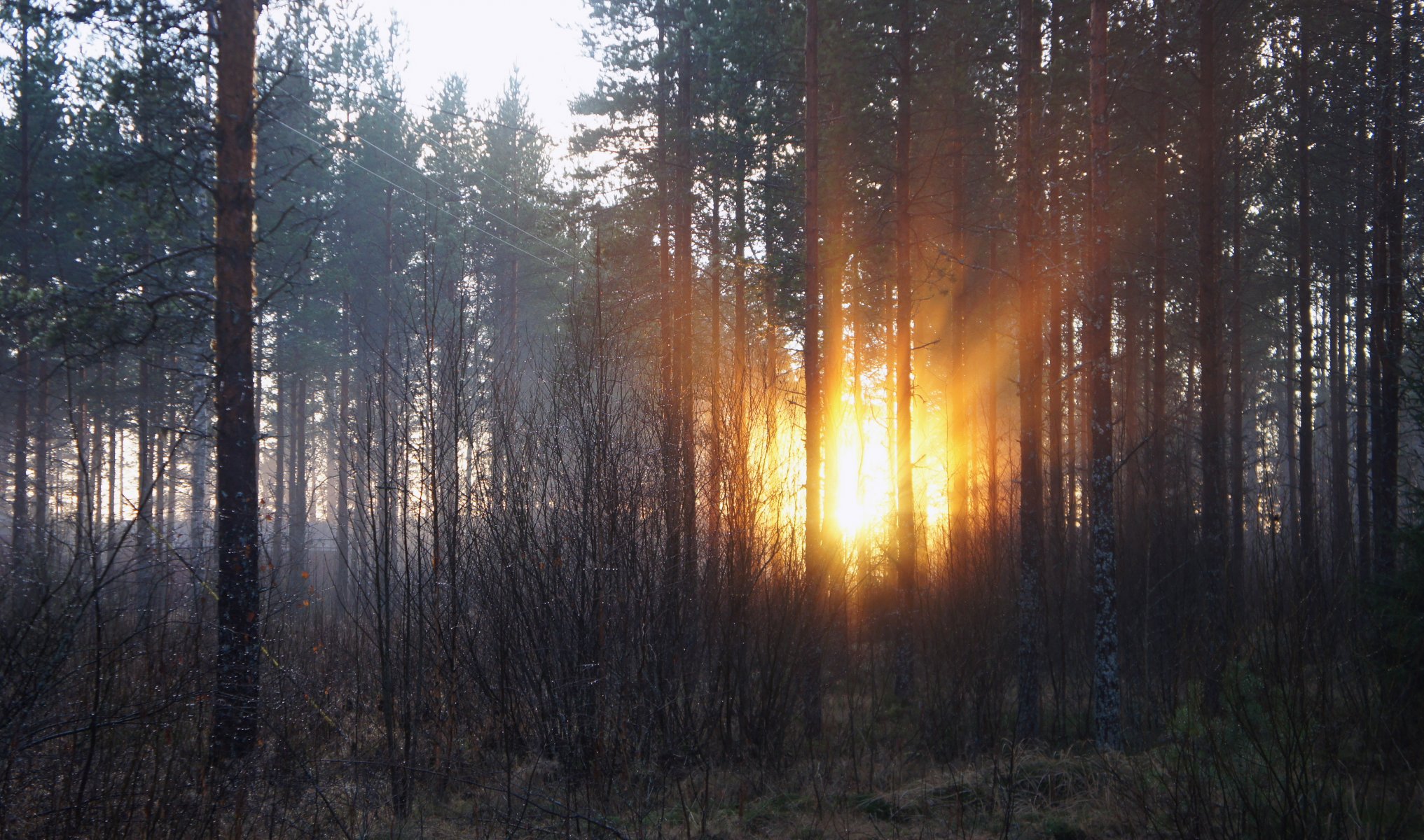 forêt aube arbres matin soleil rayons