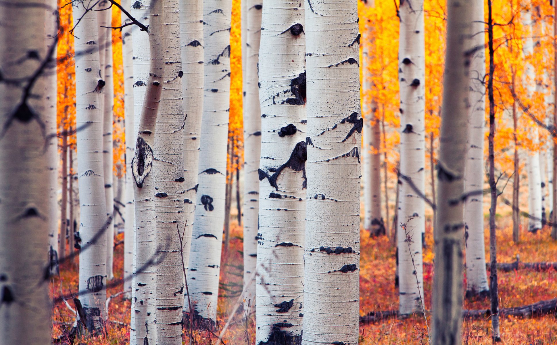 aspen colorado usa forest grove aspen leaves autumn