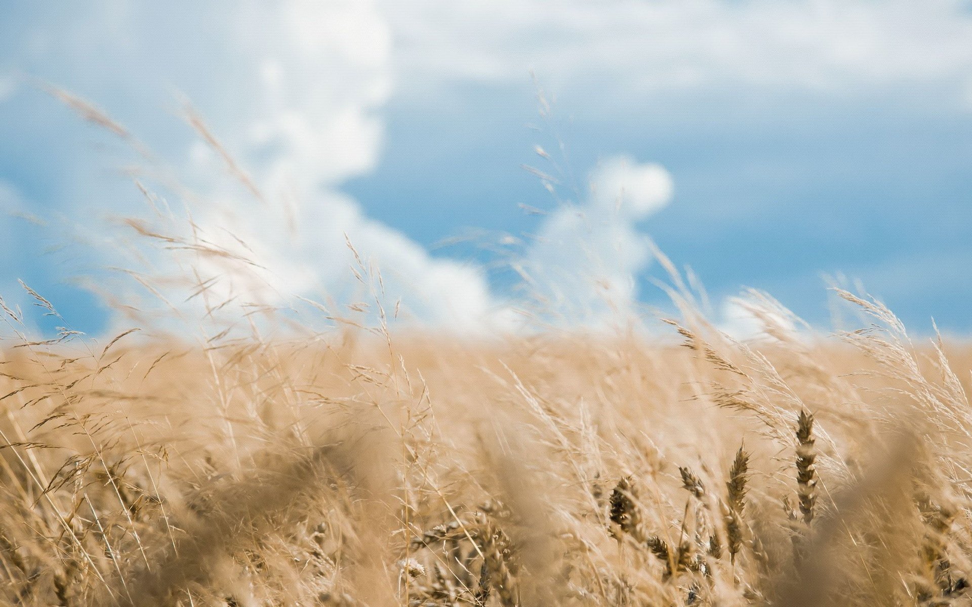 the field grass spikes wheat sky cloud