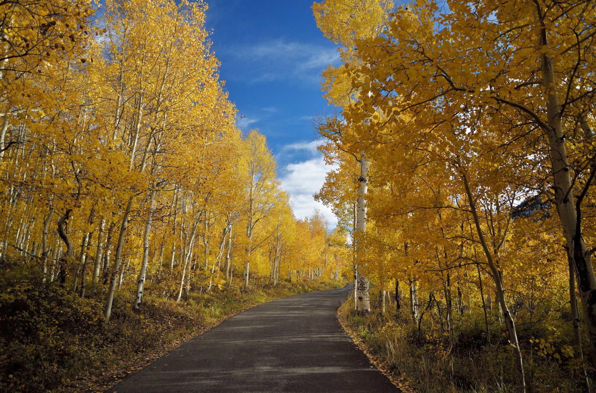 route automne nature