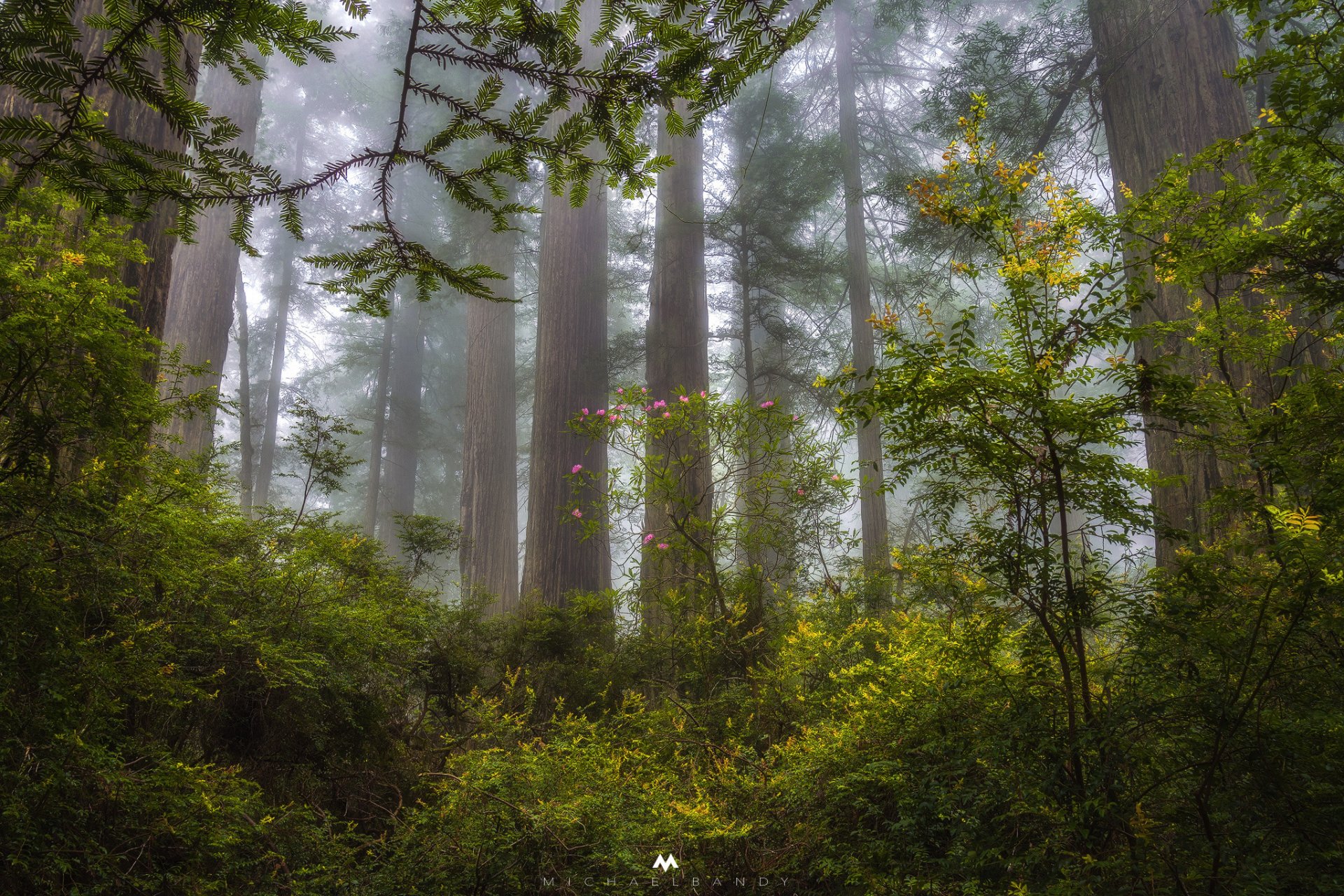 usa staat kalifornien wald redwood sequoia bäume abend nebel dunst