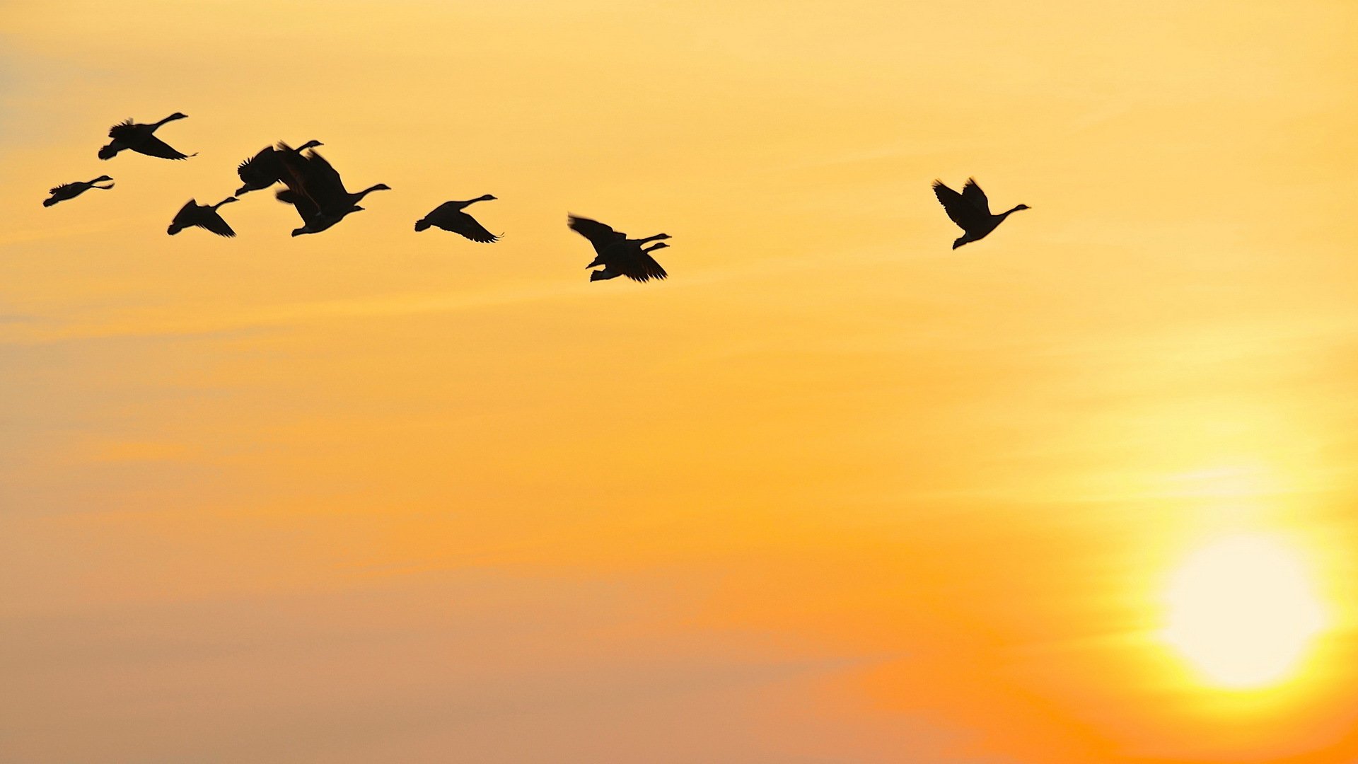 uccelli cielo tramonto