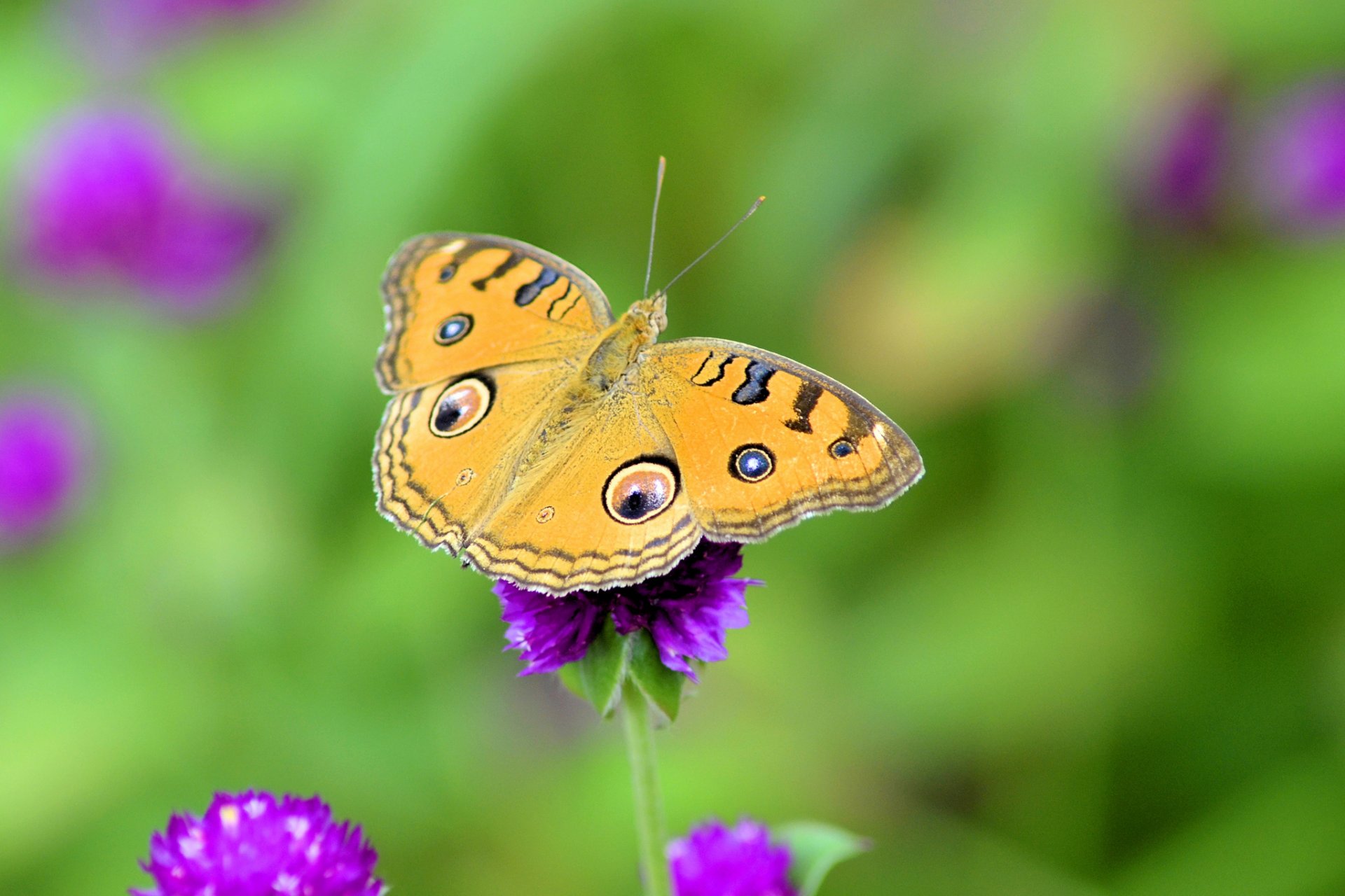 meadow flower butterfly wings pattern