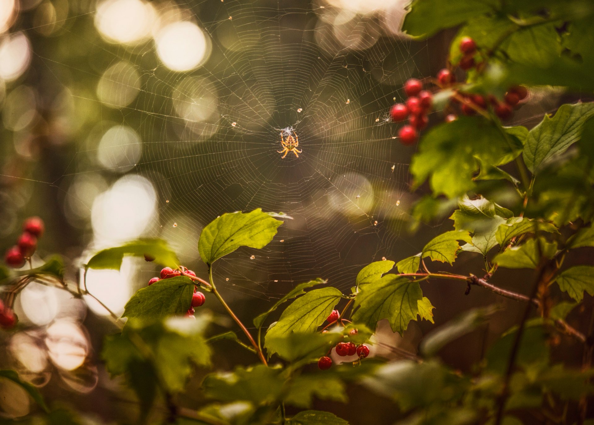 verano agosto baya viburnum araña tela de araña