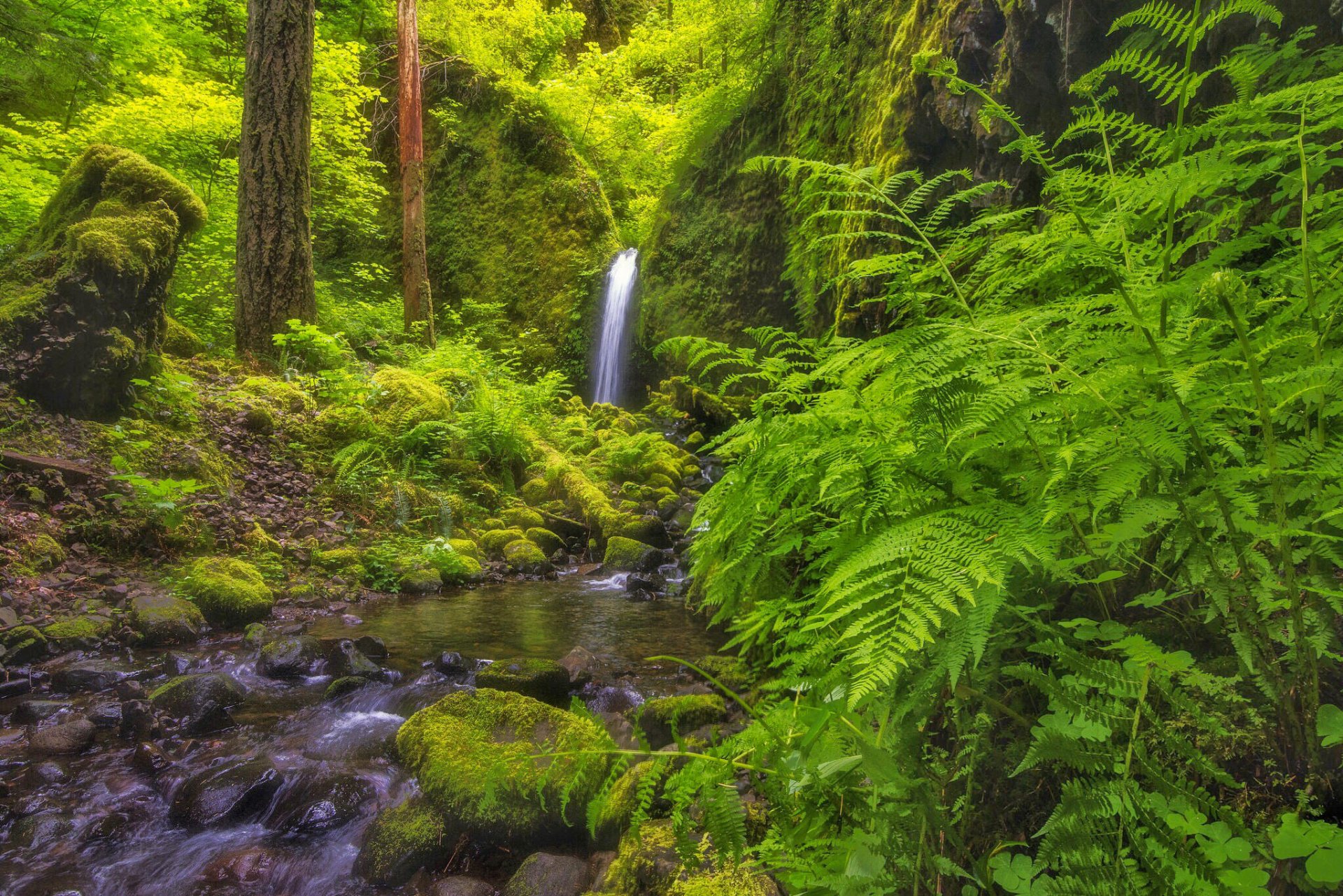 musgo grotta falls garganta del río columbia oregon cascada río bosque helecho