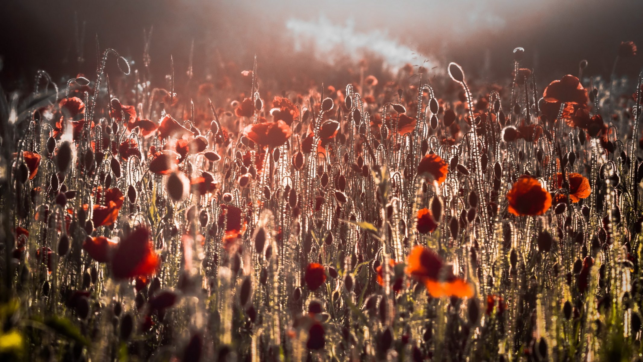 fleurs coquelicots matin champ lumière