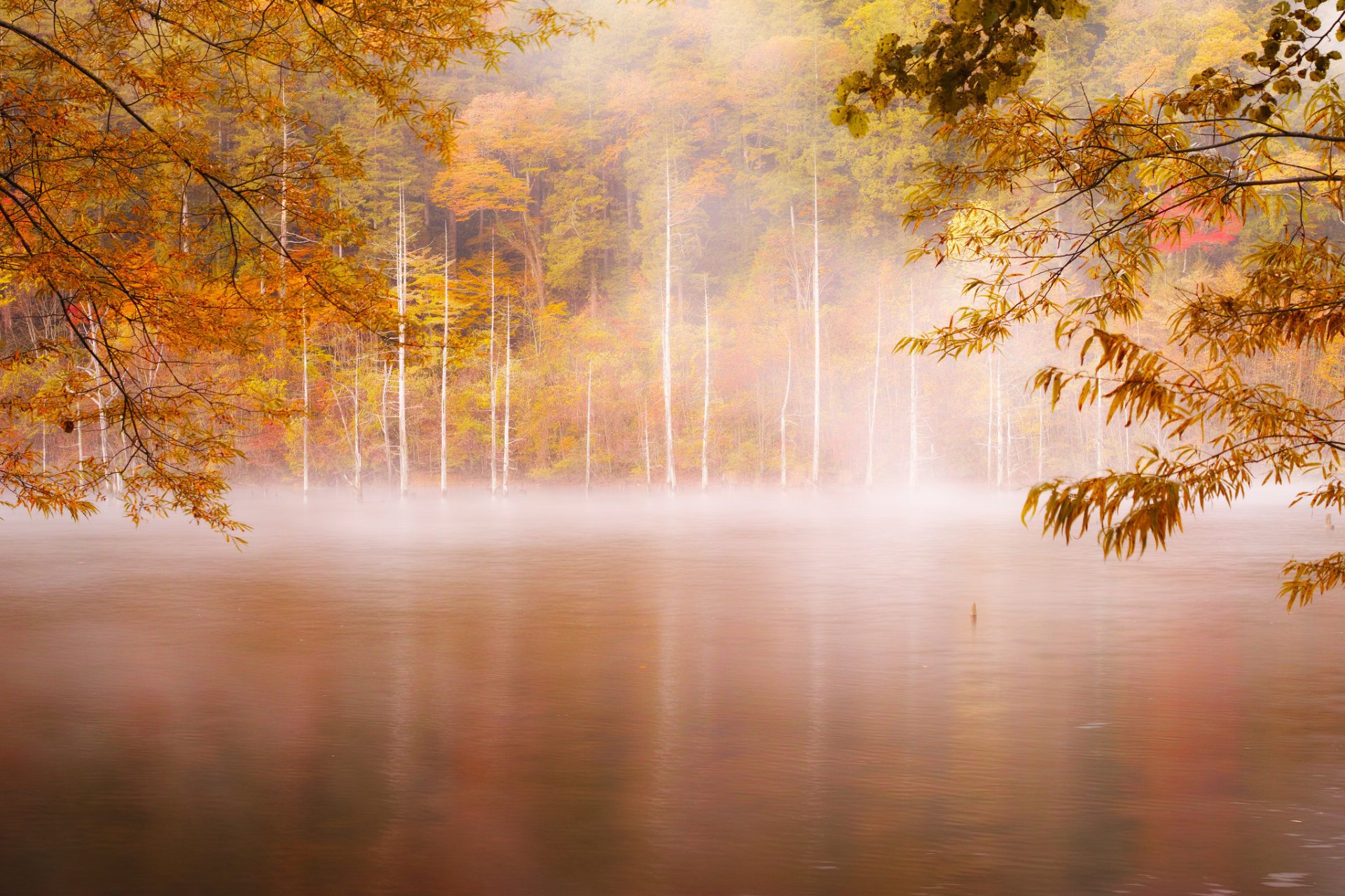 autumn morning fog forest river