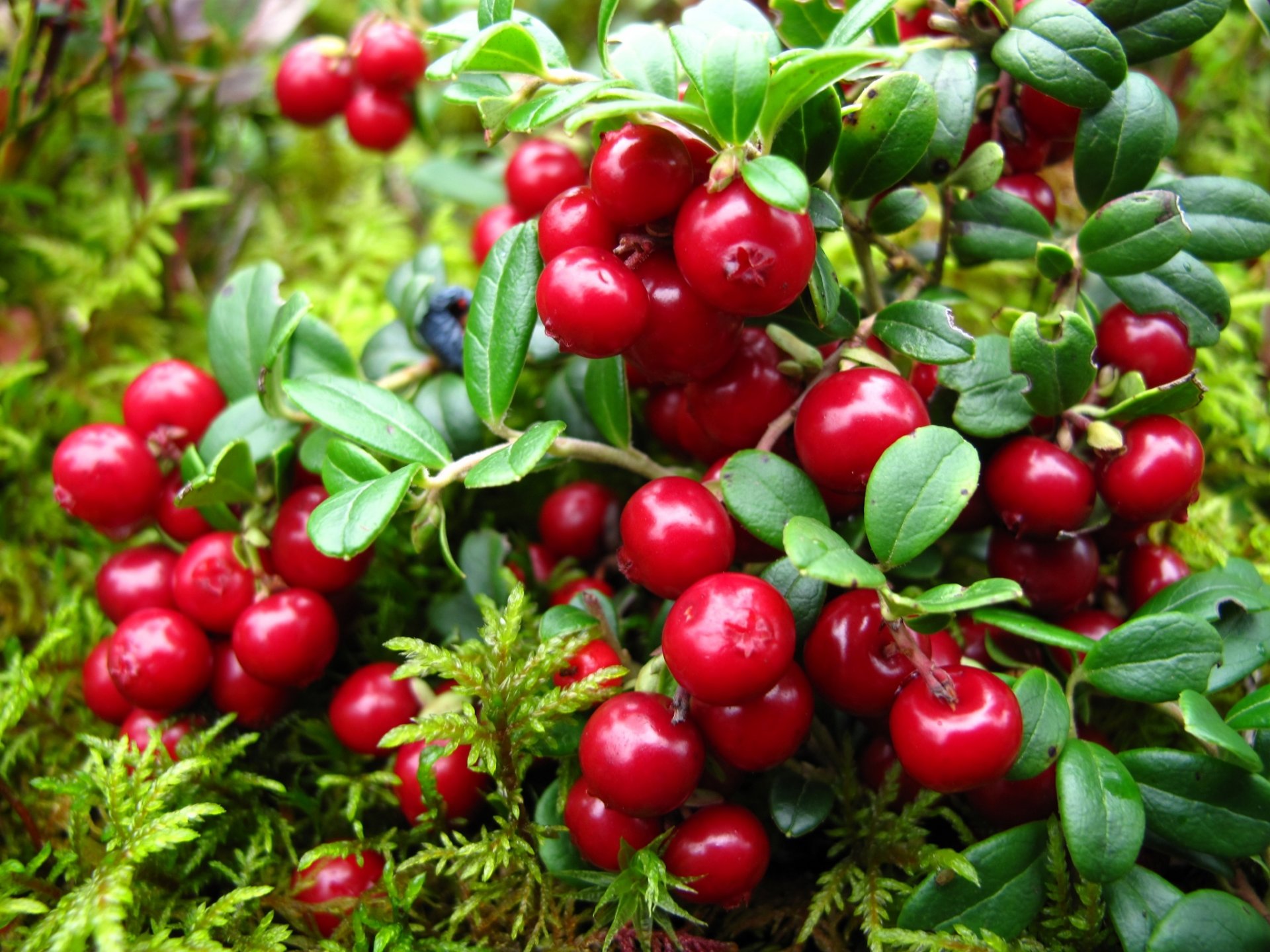 bush branches leaves berries cranberrie