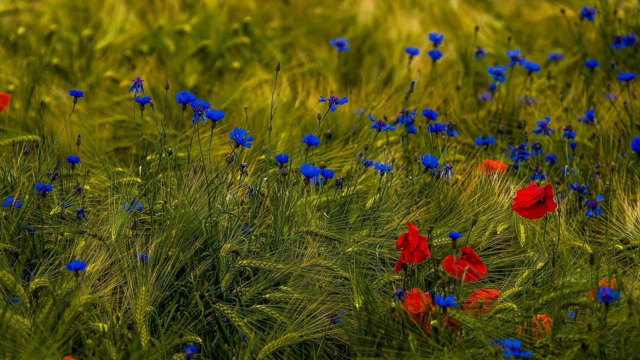 campo flores amapolas acianos espigas