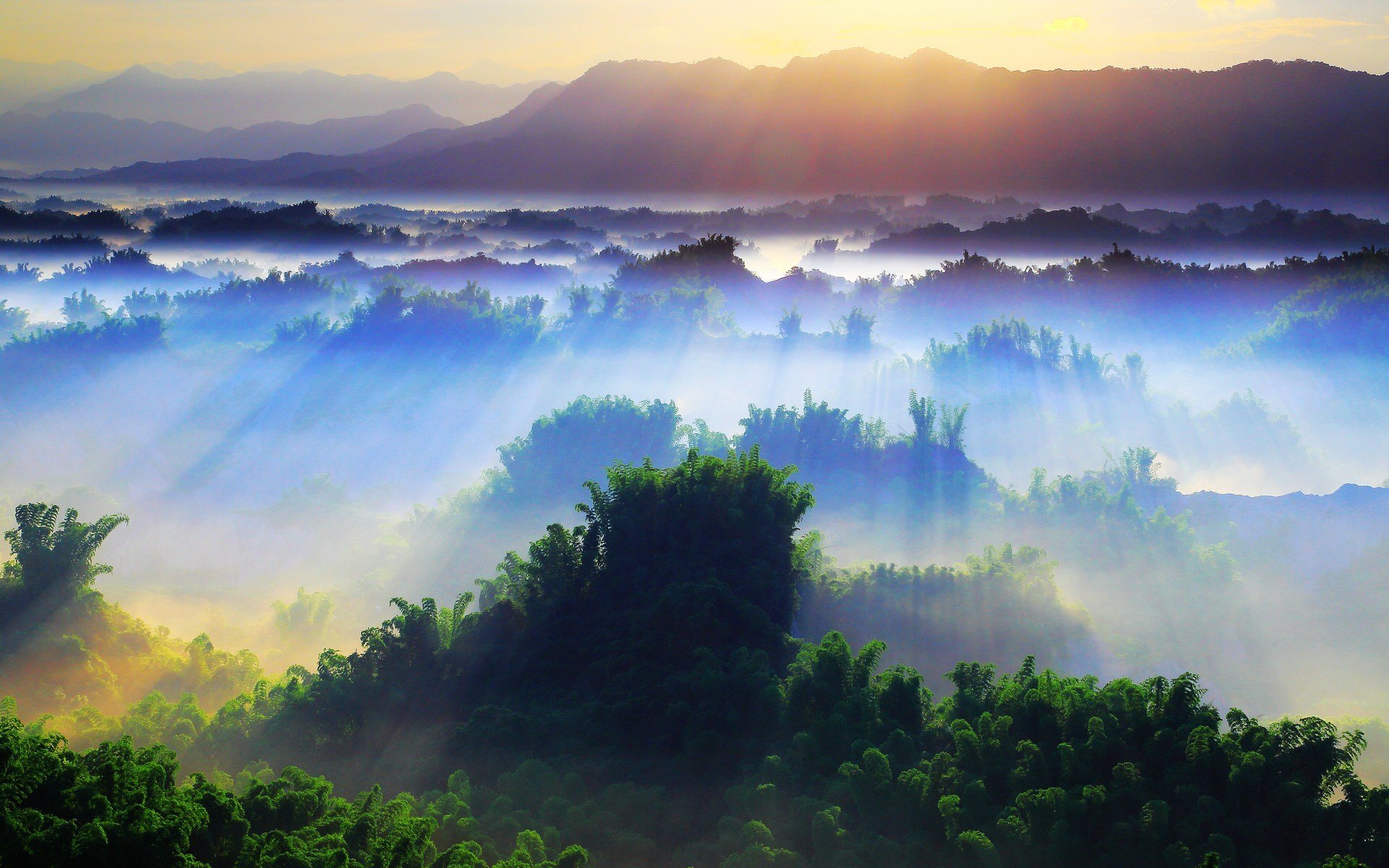 nature paysage arbre arbres jour matin soleil rayons beauté