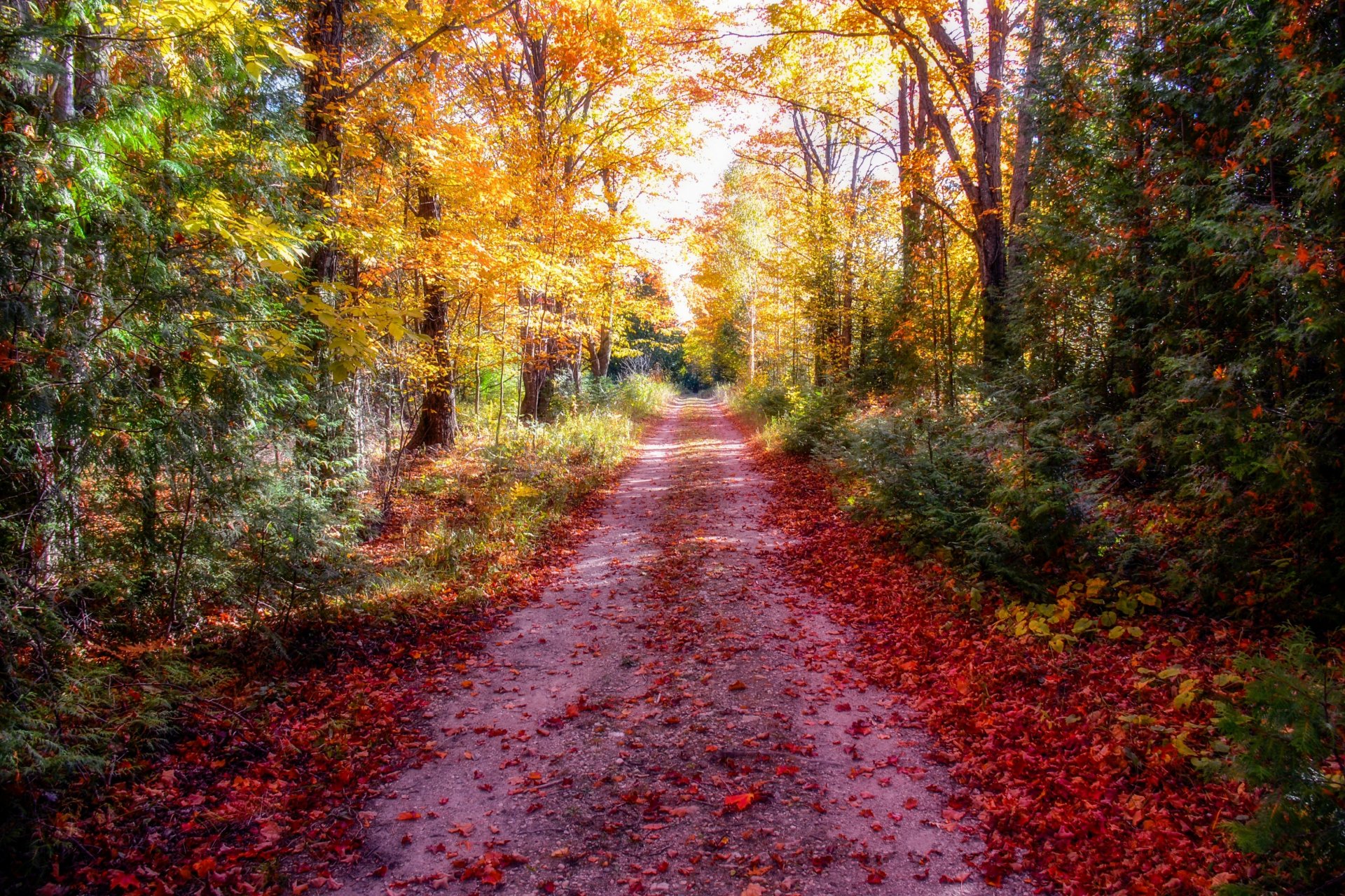 forest autumn road leaves sun processing