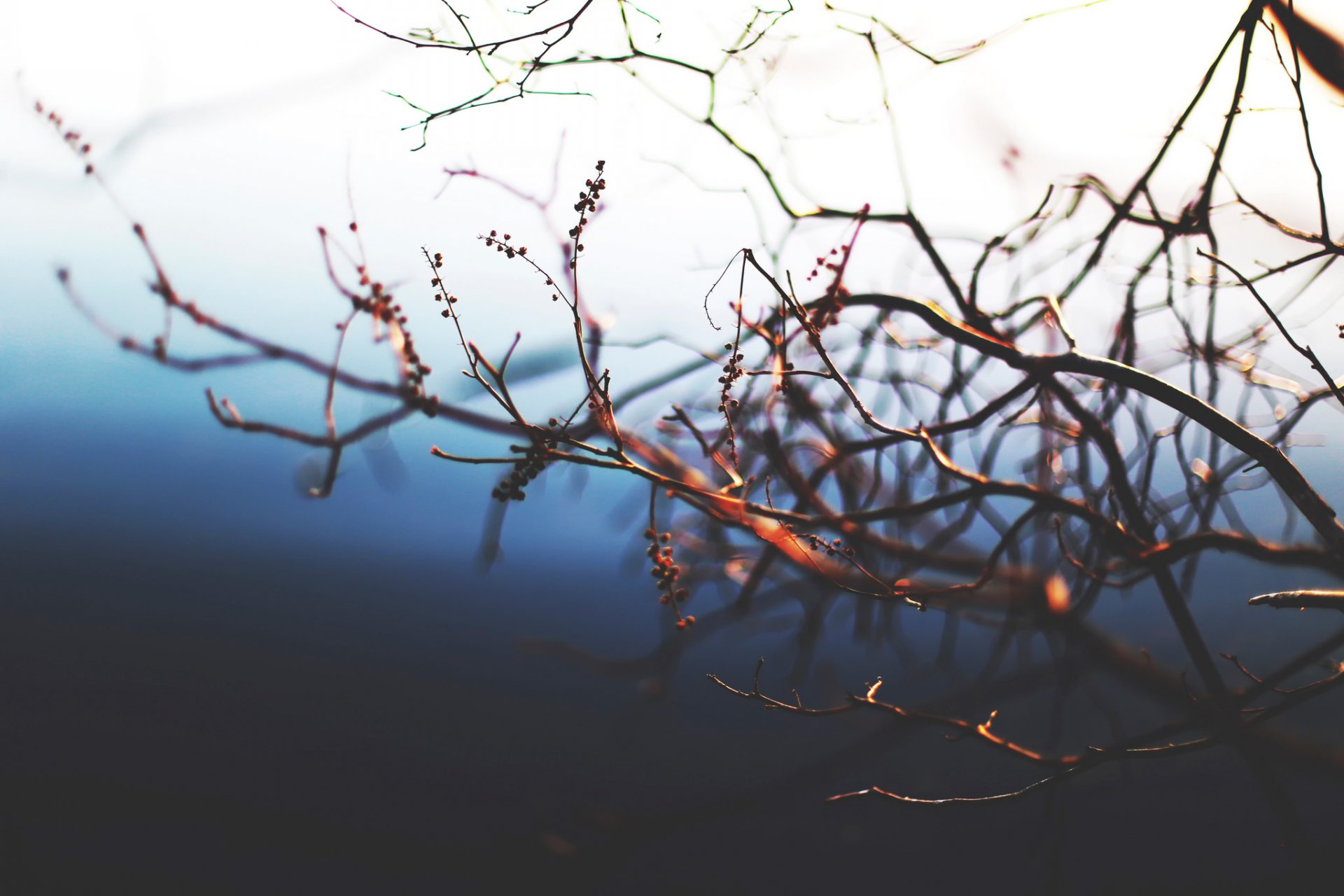 bokeh branches macro